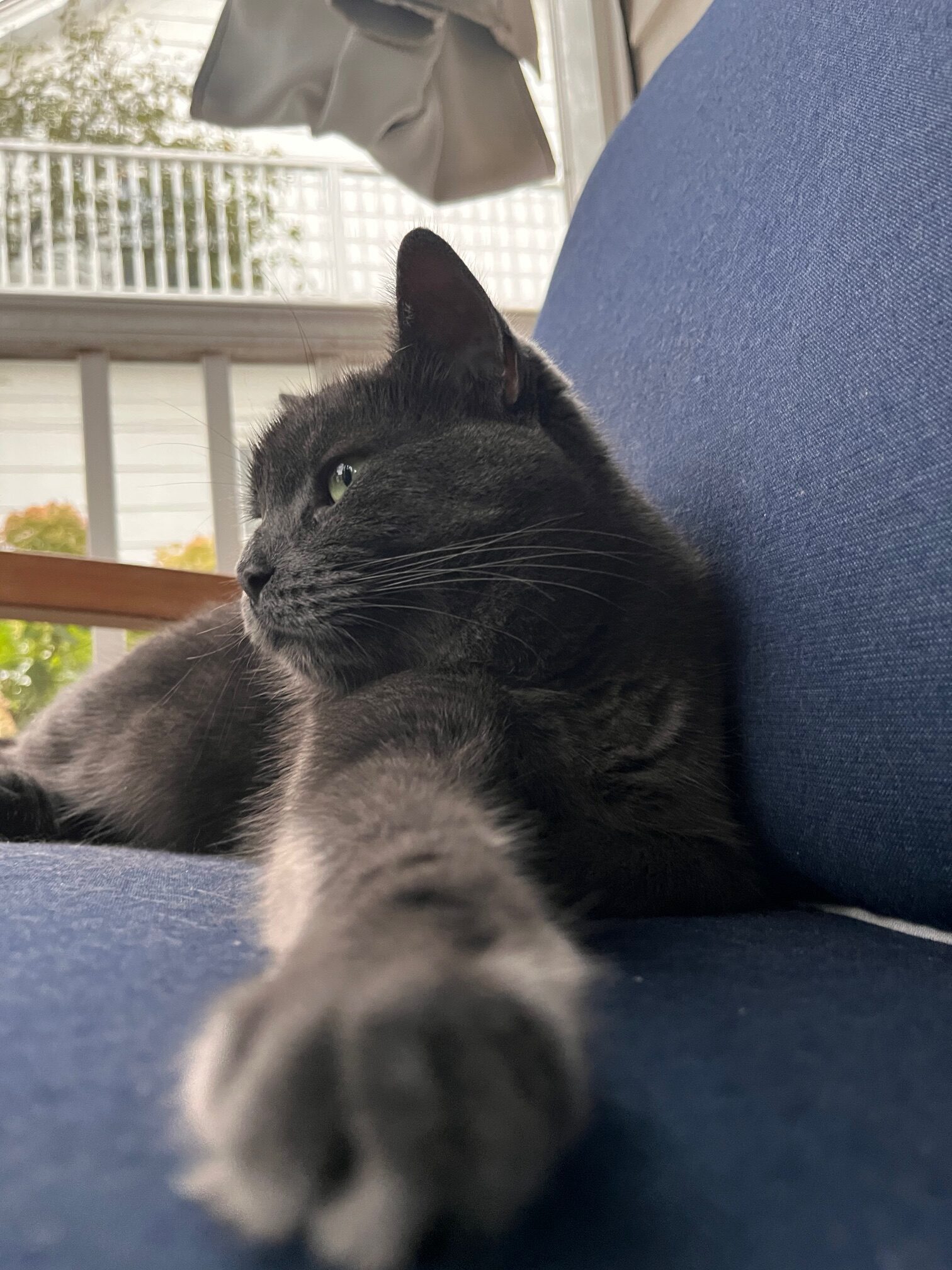 A confident and content Graymalk. 