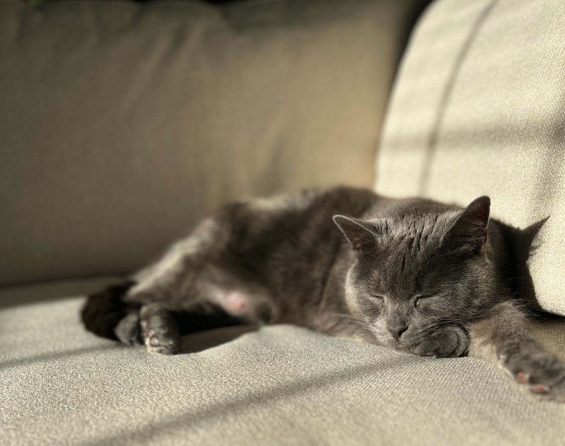 Graymalk comfortably napping in a sunbeam.