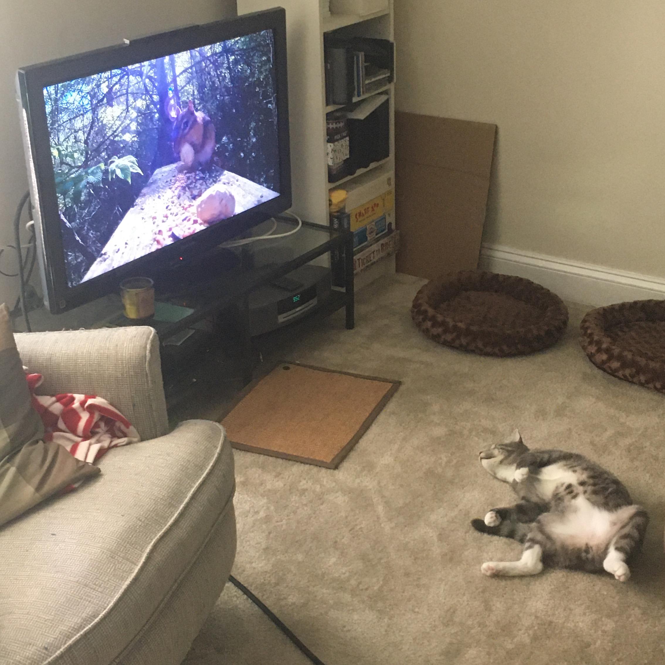 Meri watching cat TV!