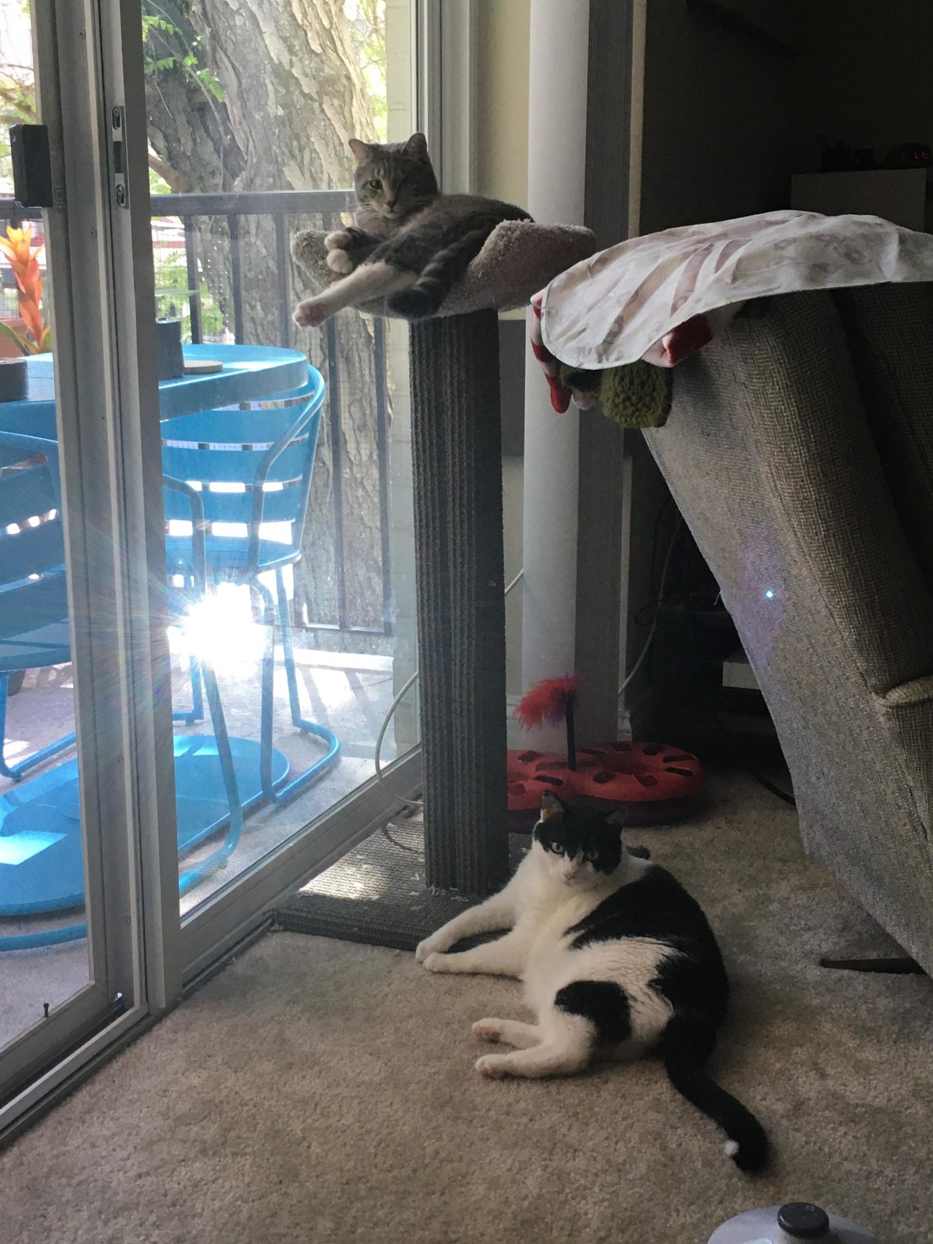 Haru and Meri da Silva watchingtheworld (Copy) Enjoying the Fundamentally Feline scooped scratching post!