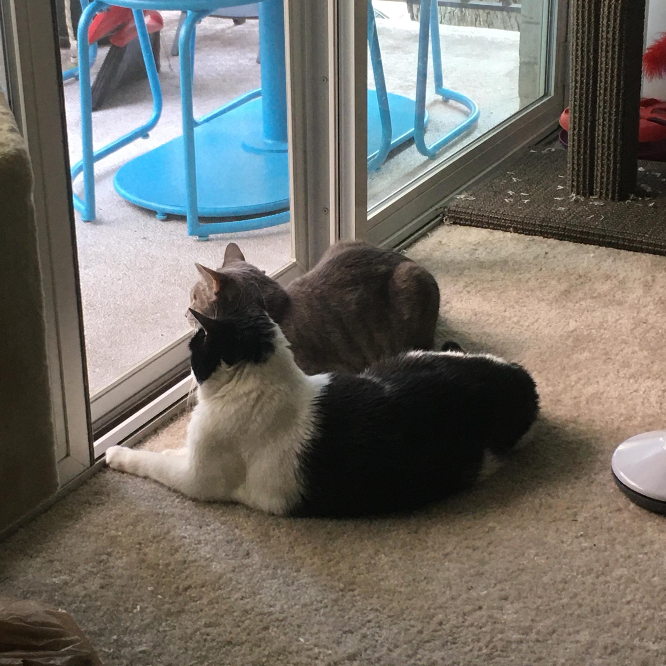 Watching the world together, best friends. 