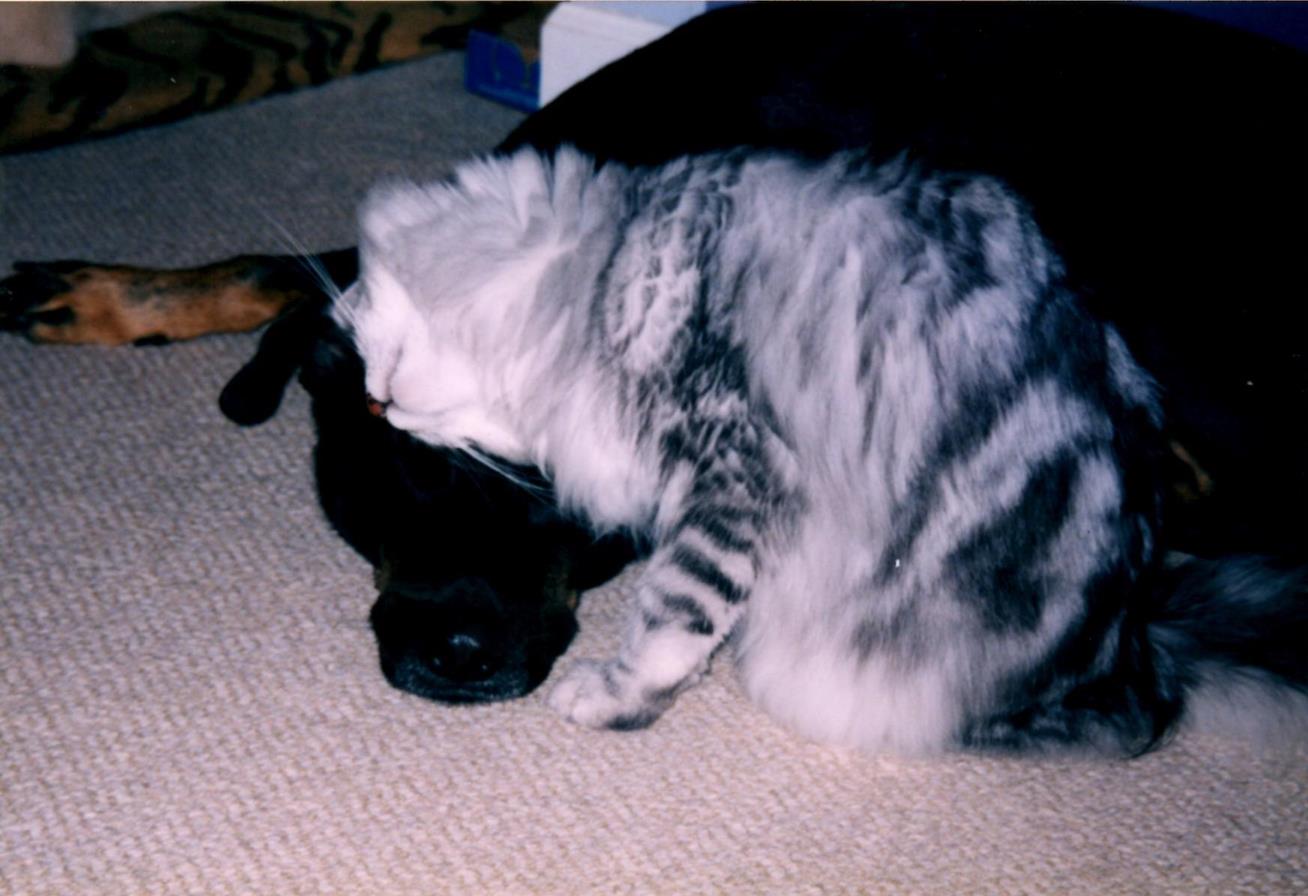 Headbutting Grant (Copy) Doggy headbutts. This was her with Grant.