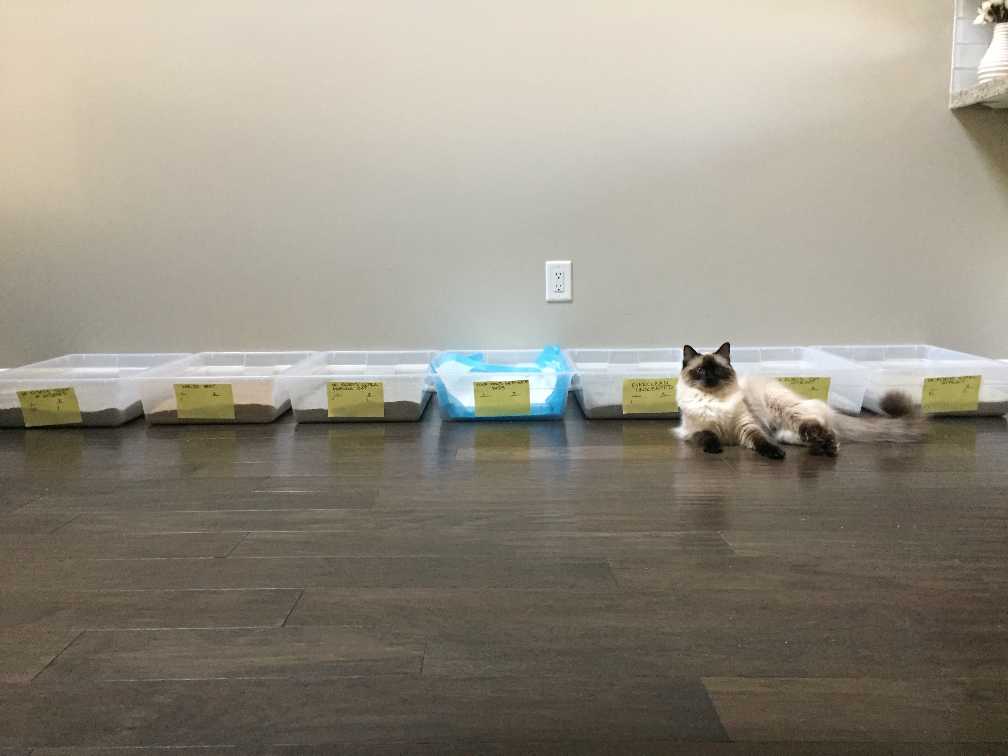 Henry modeling in front of his litter box cafeteria. 