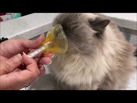 Giving a cat inhaled asthma medication shop