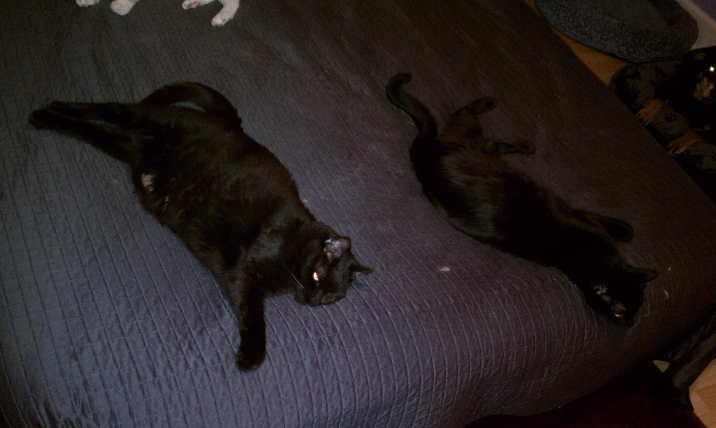 IMAG0041 (Copy) Lefty & Vader, matching solid black tripods!