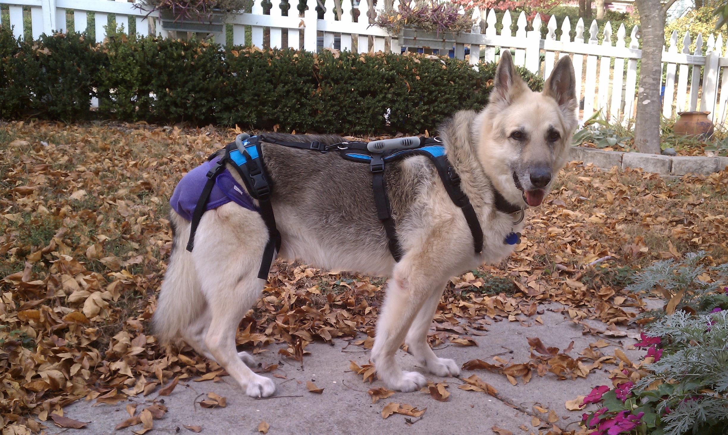 Wearing his Help'em Up Harness and Piddle Pants. Looking at this pic you can see why we forged on with care!