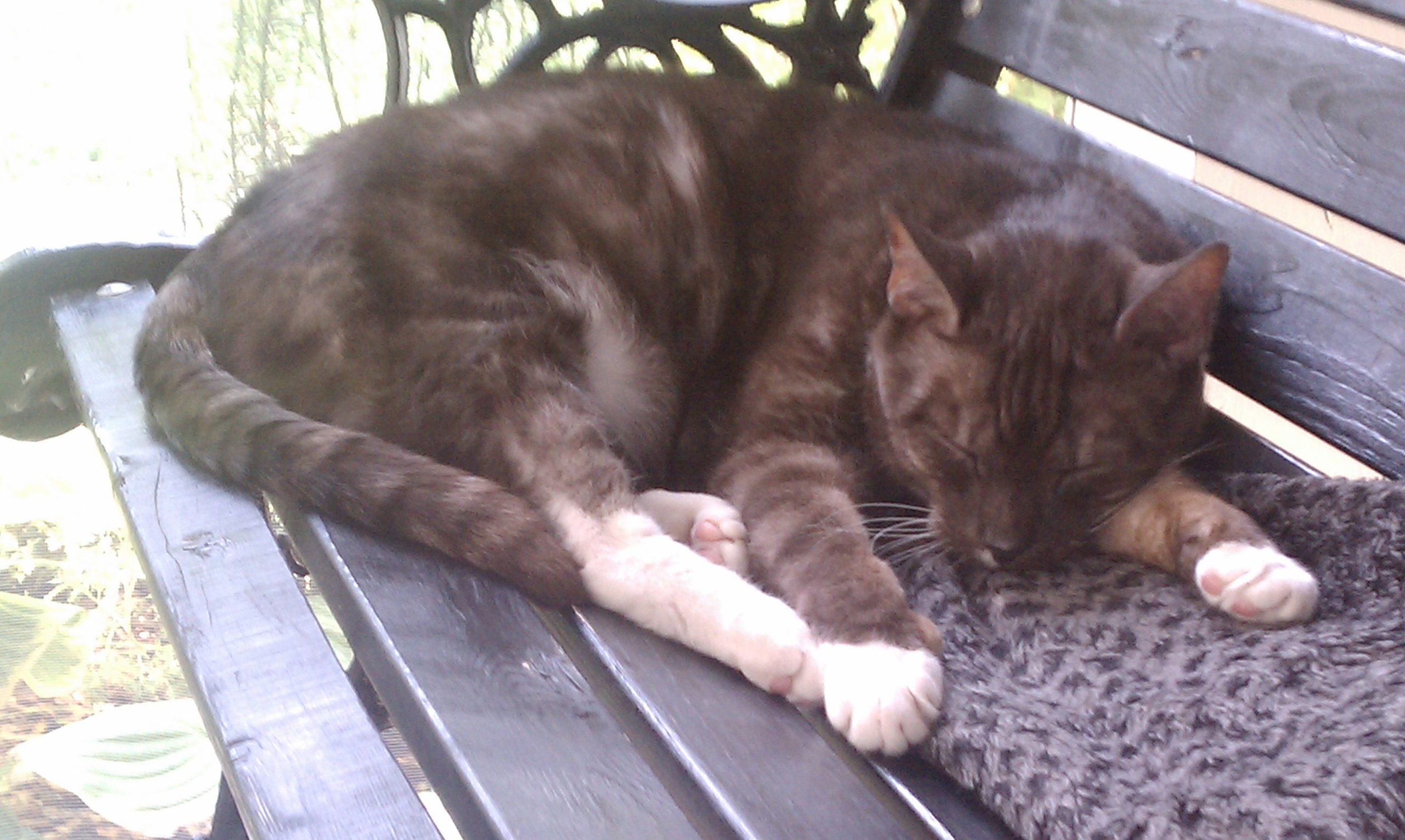 Enjoying his screen porch, wish we had a catio back then. 