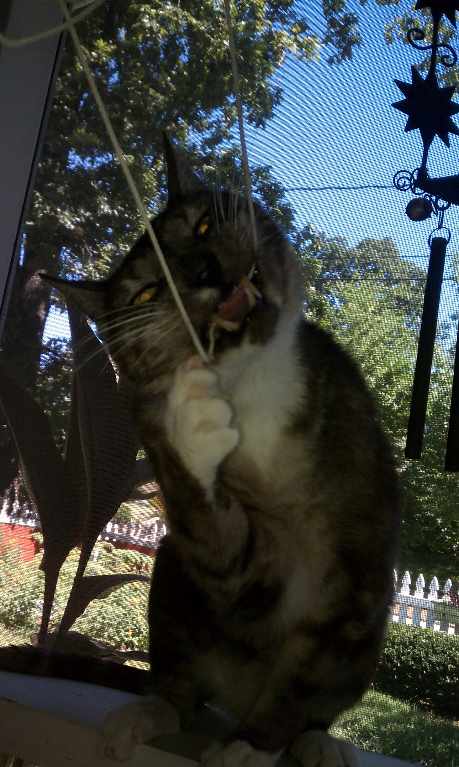 Here he is trying to sabotage our hammock swing! 