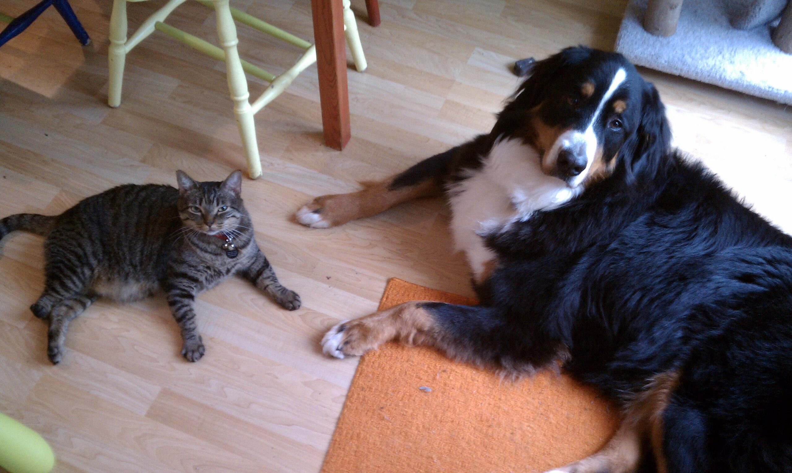 IMAG0550 Hitch and Elsa were fast friends!