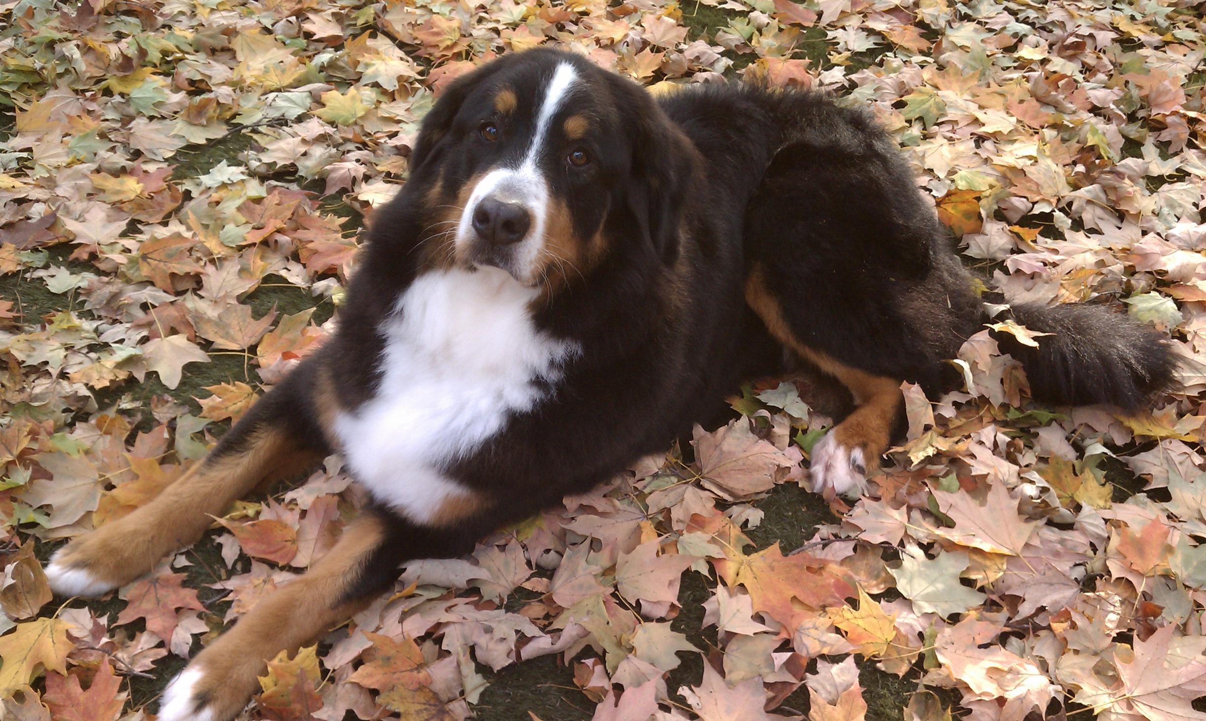 Post grooming photo shoot in the backyard.