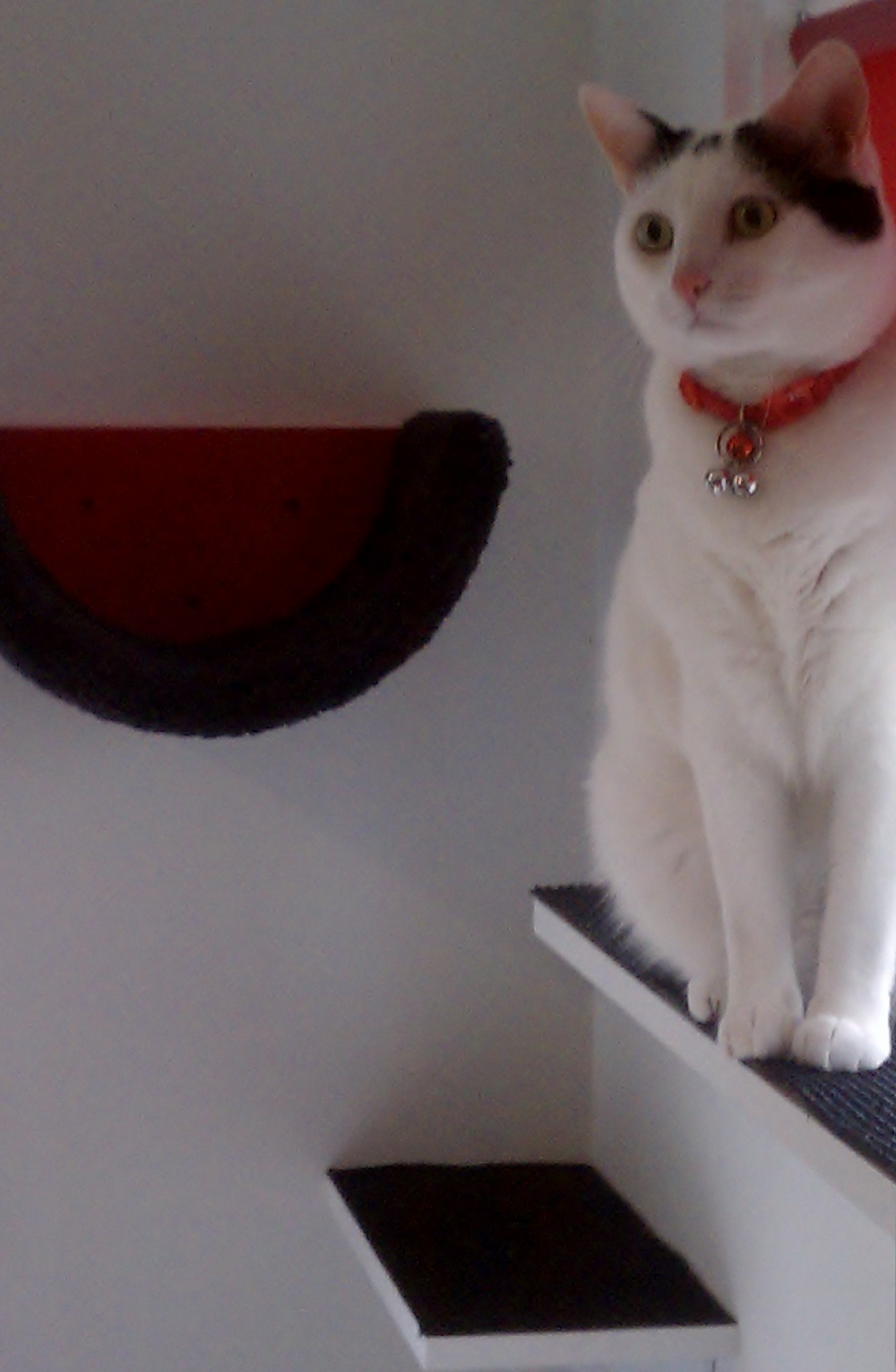 Dude Hathcock Dude Hathcock on his new vertical space by Fundamentally Feline.