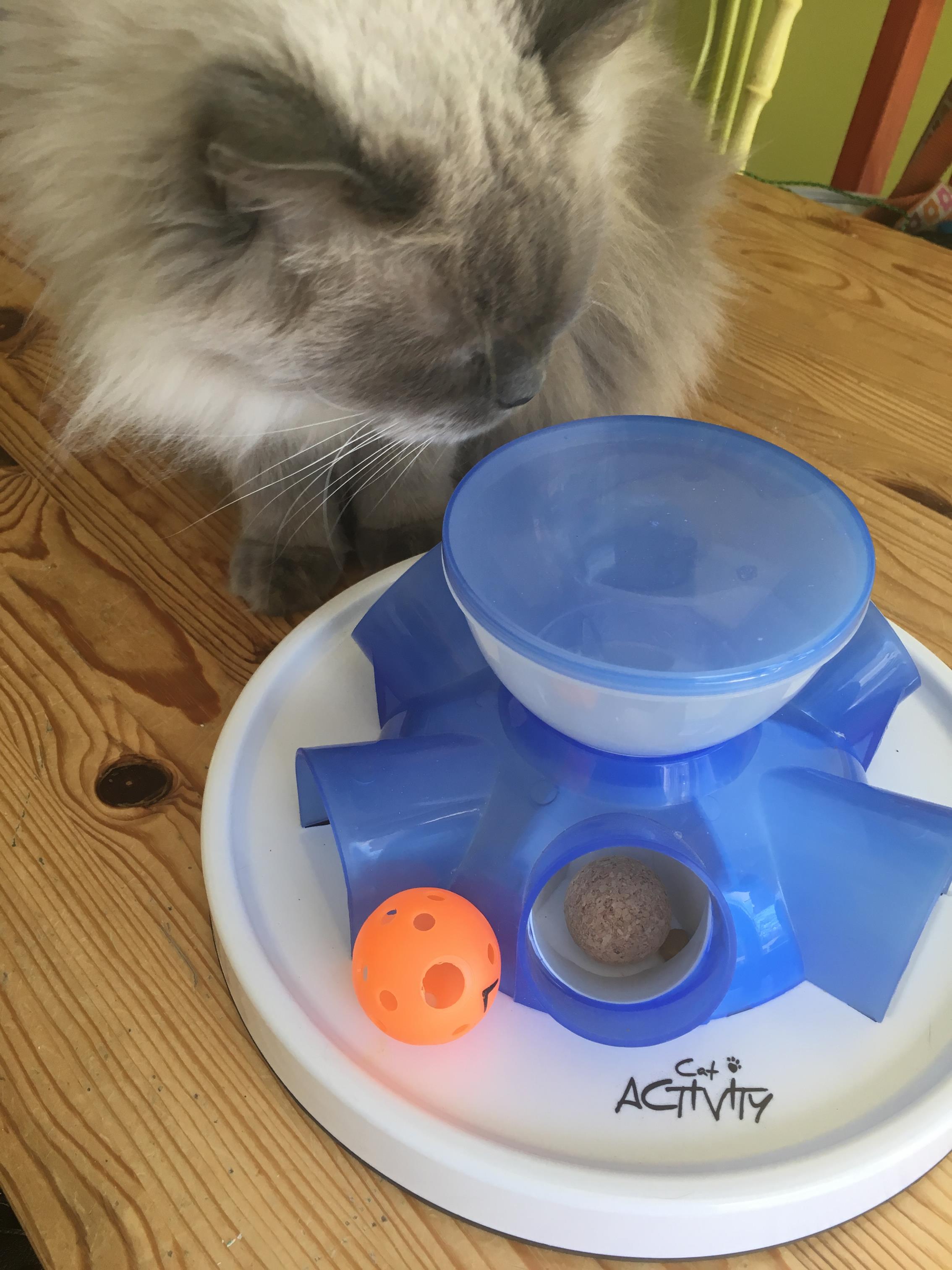 Cat Food Puzzles: How and Why to Use Them • KittyCatGO