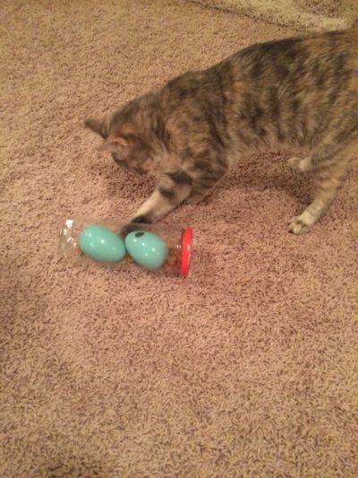 Foraging Toy Starter Kit - Image 3