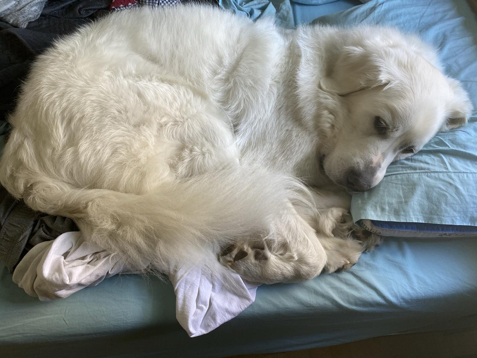 He absolutely did not mind the bed either. 