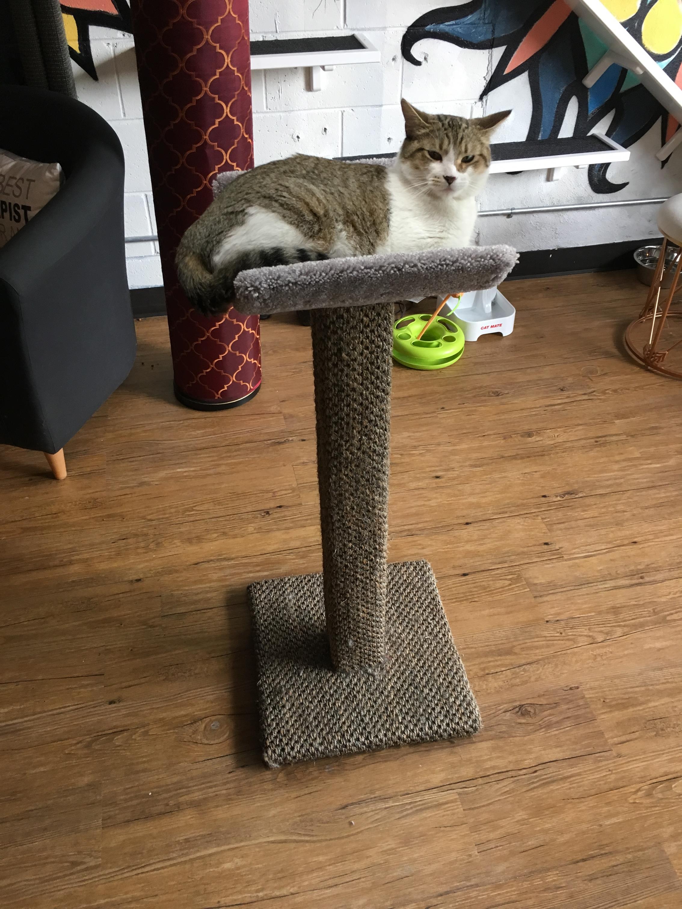 Wouldn't be complete without one of our signature scooped scratching posts. 