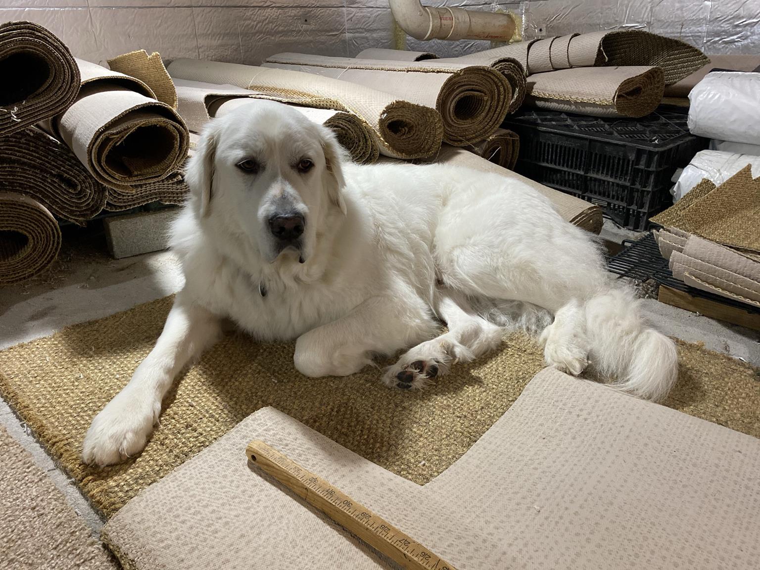 Protector of the sisal stash. 