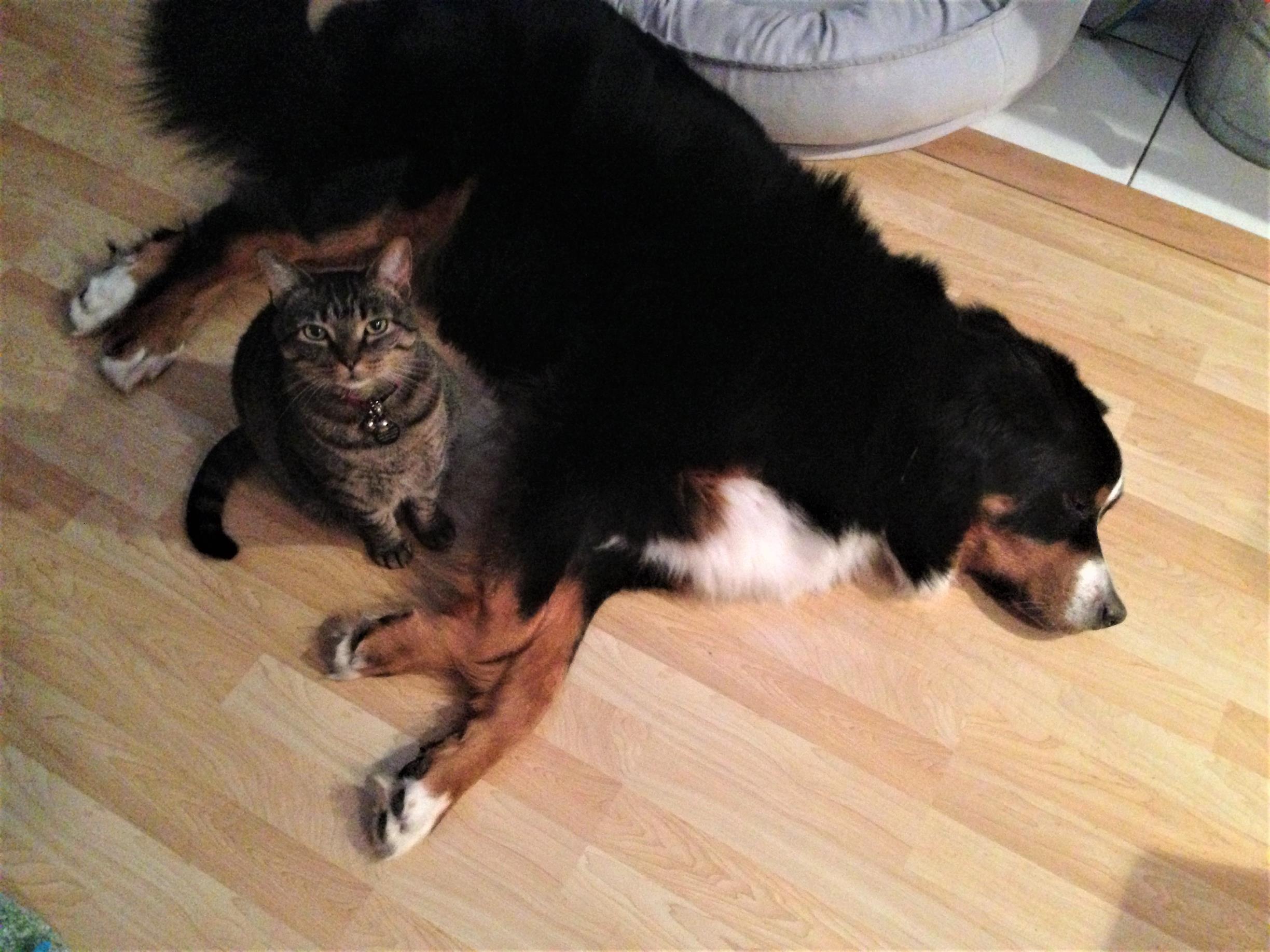 A boy and his dog.