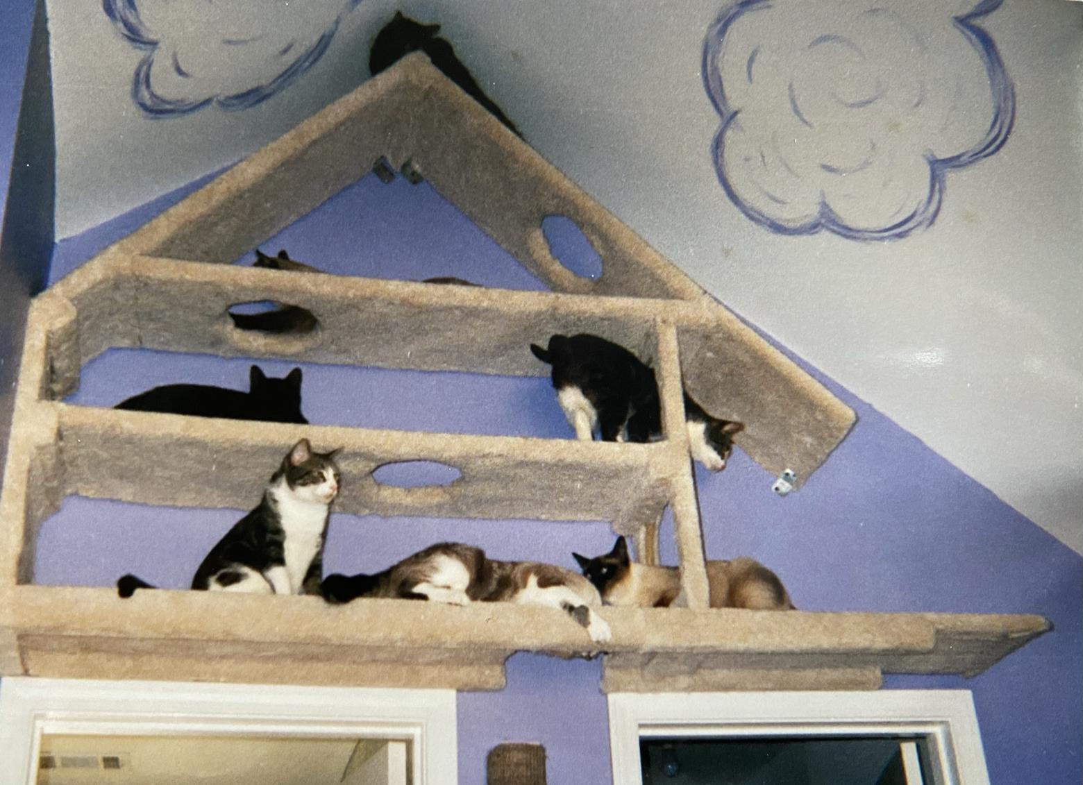 Multiple cats enjoying the first version of our "treehouse". 