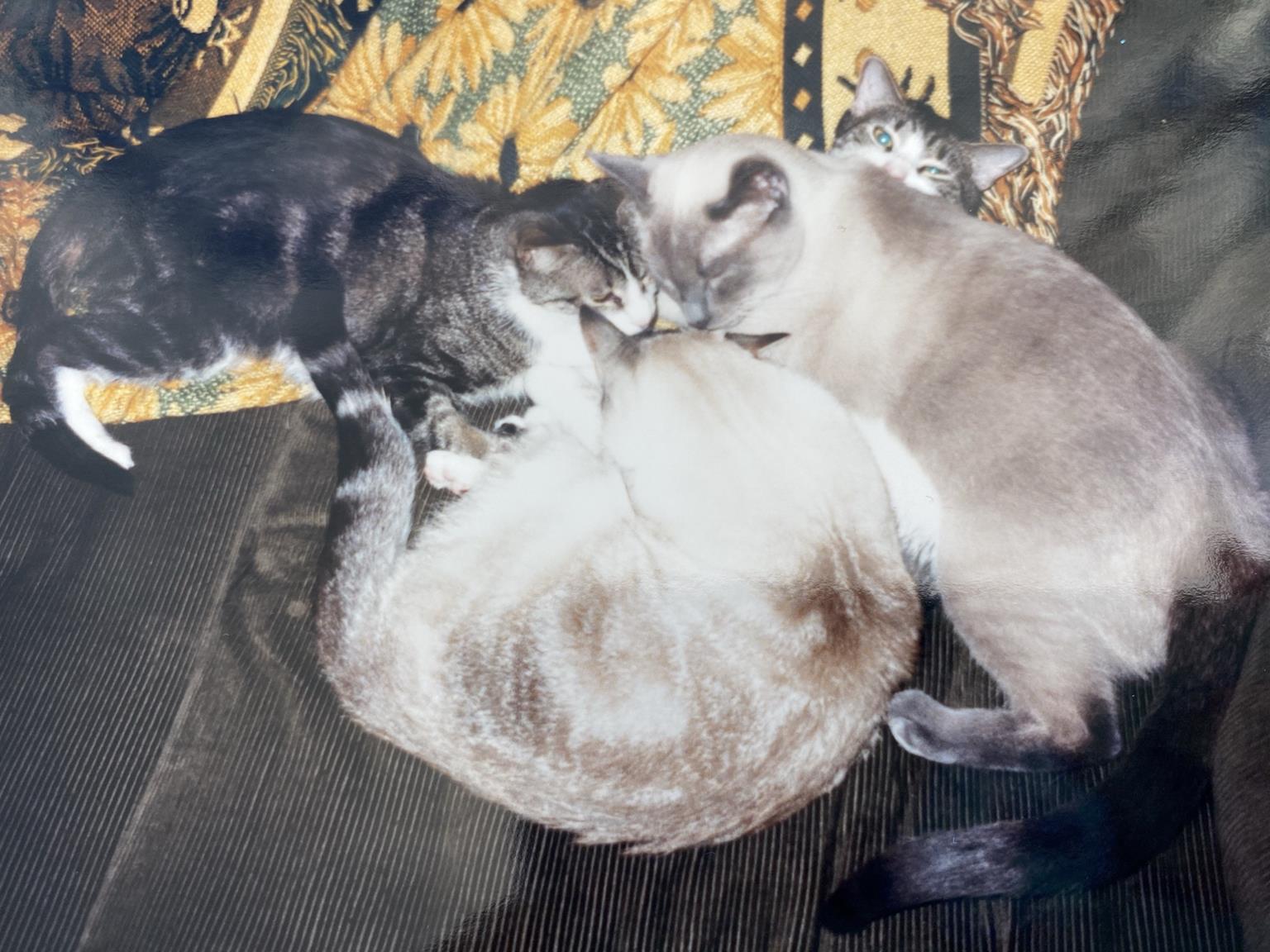 Festus being squished by Shadow, Lynx & Mercury. 