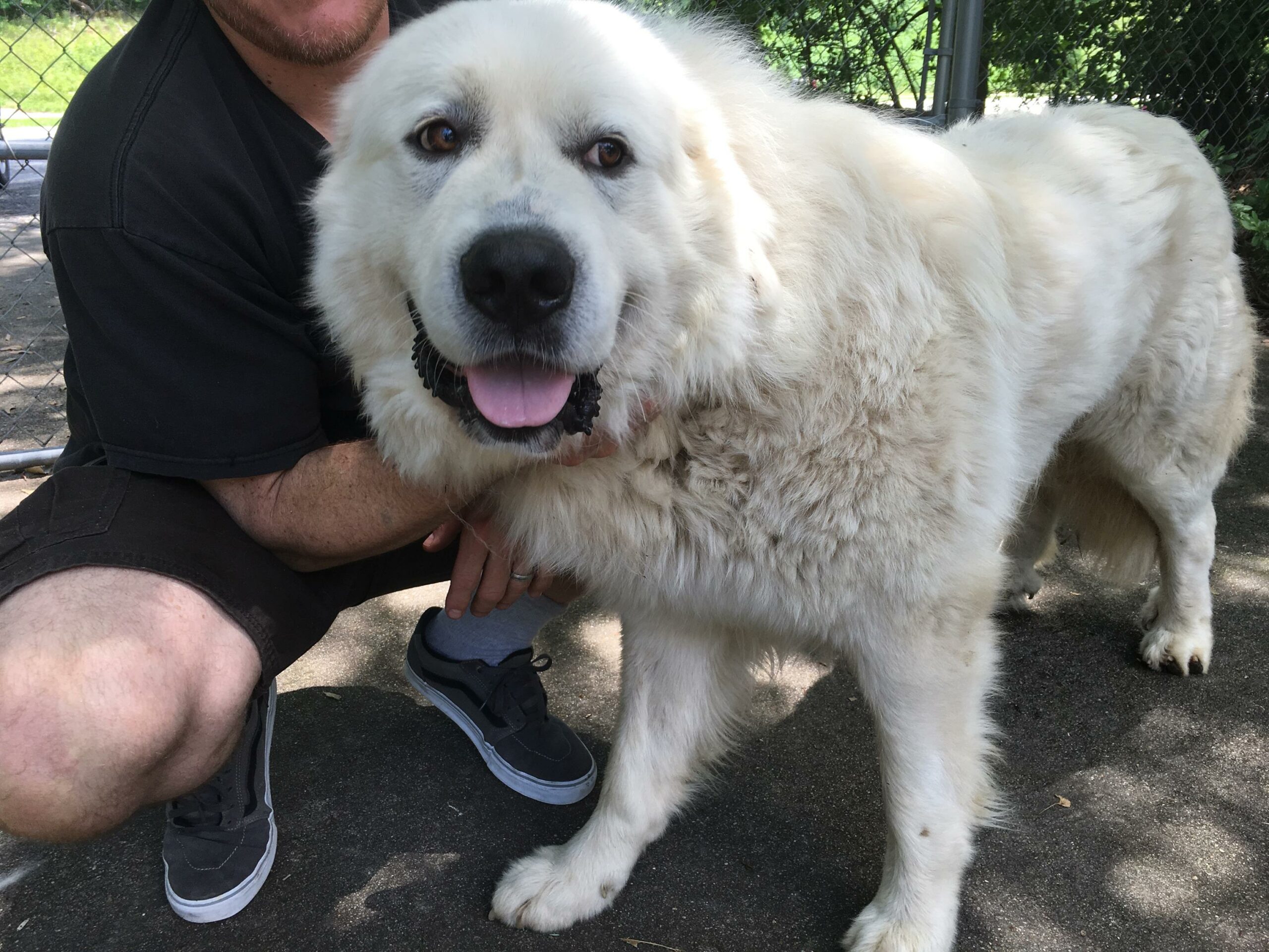 Here you can see how matted his mane had become.