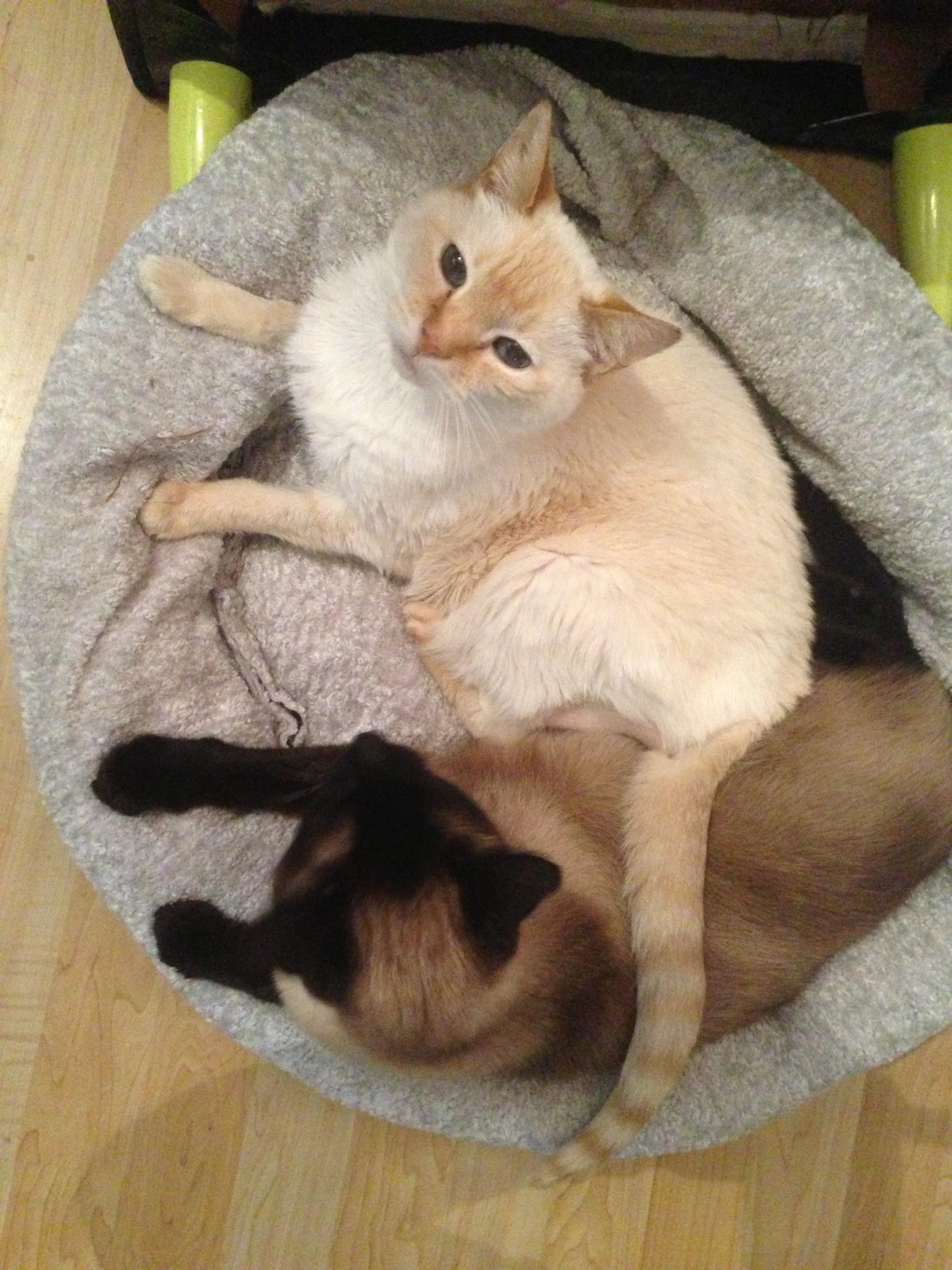 Wally and Simon, surprise cuddle session under the foot stool. 