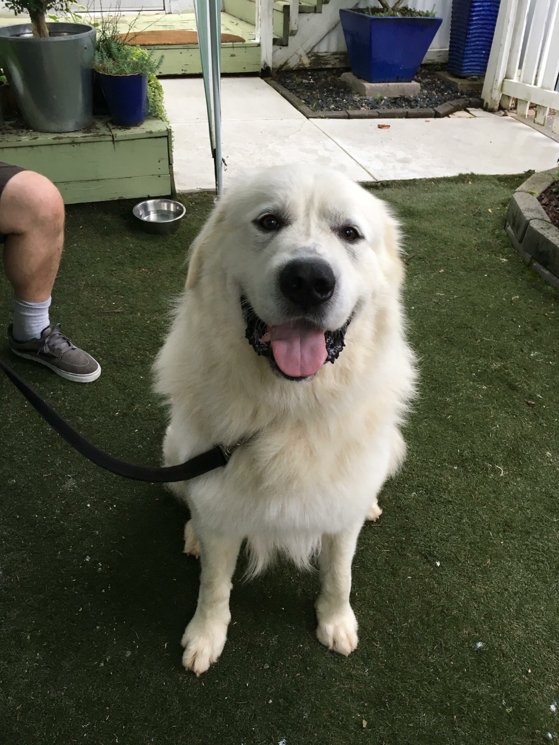 First time in the yard, drizzling rain, "I don't need a bath, I just got brushed out!"