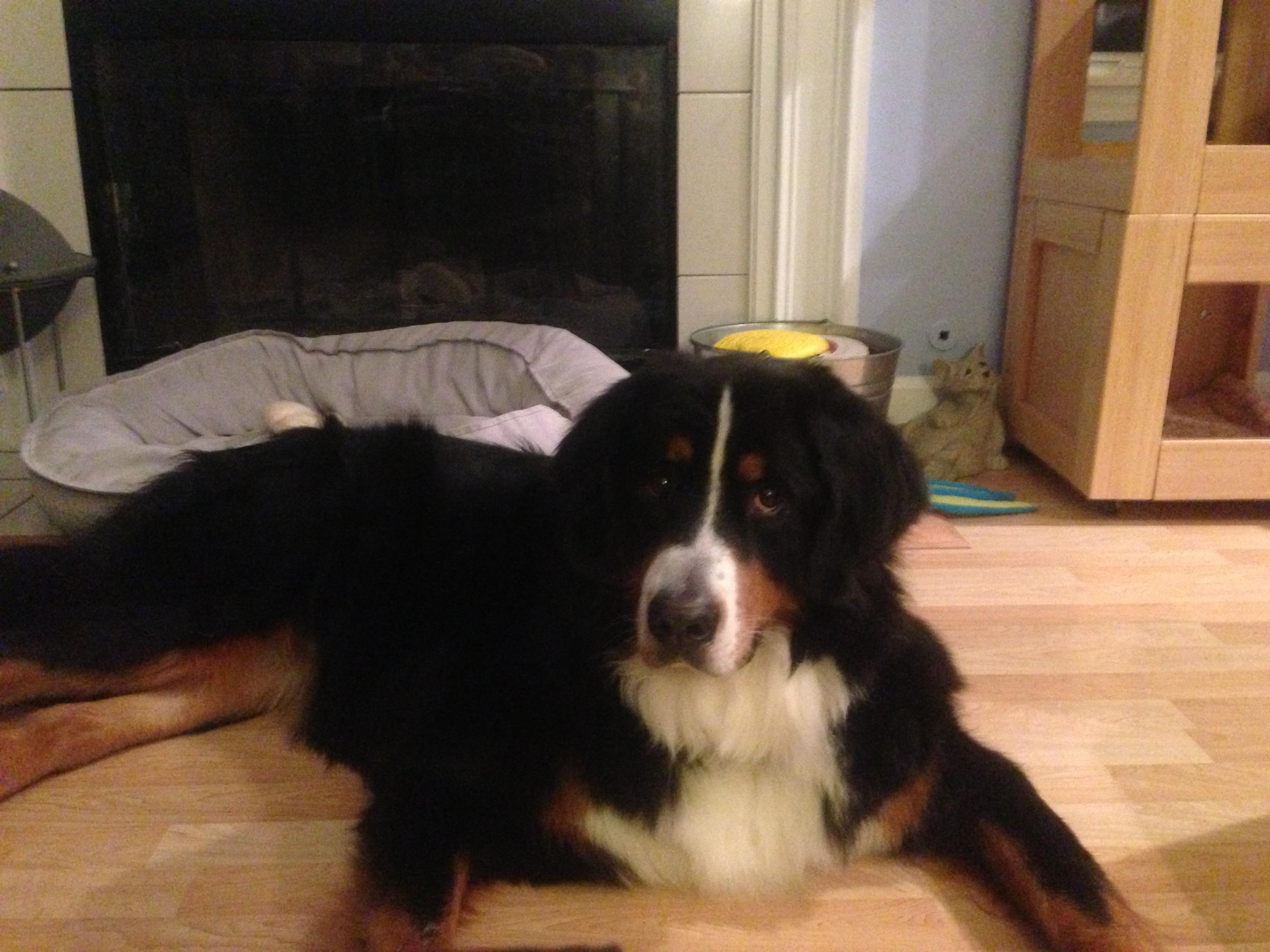 Chillin' in the living room like she has lived here her whole life!