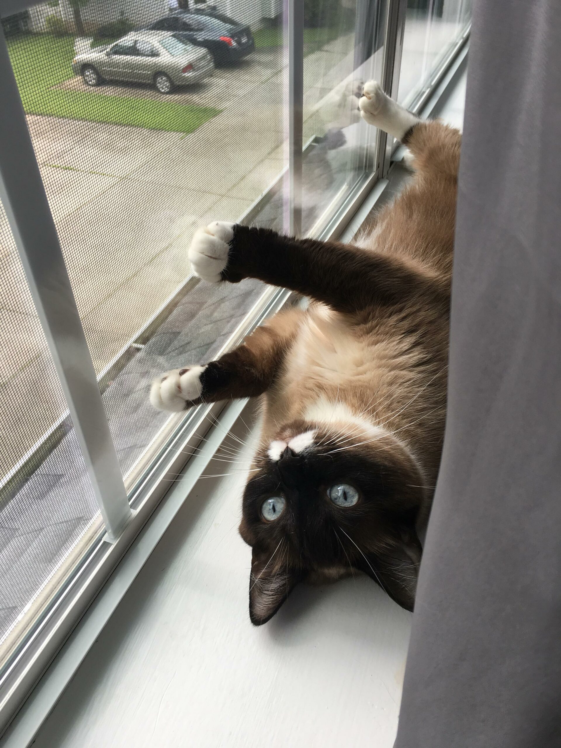 She communicated early on that she would like a catio outside this window. 