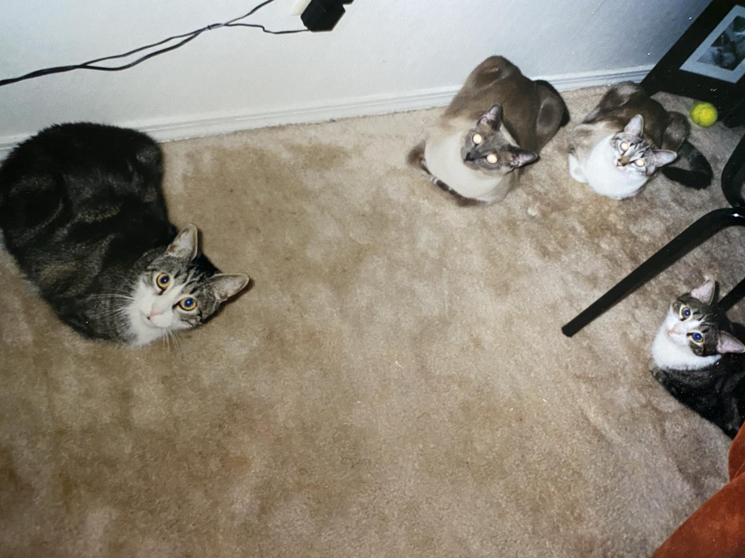 All four of our 1st boys in "loaf" position.