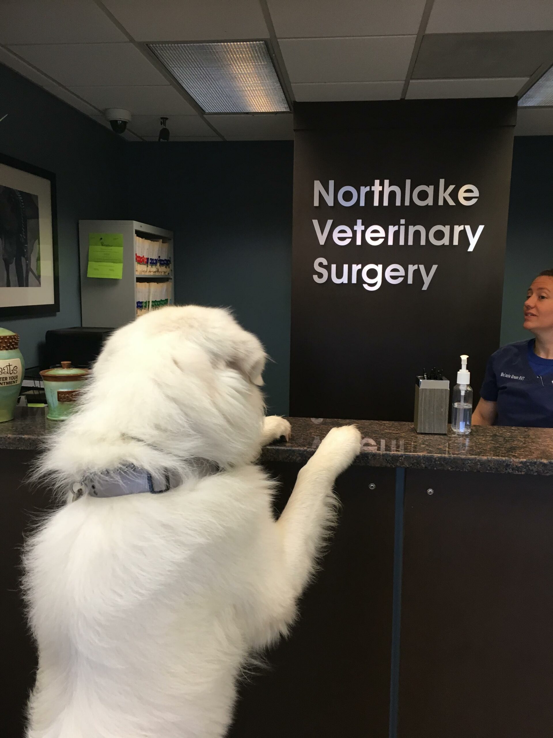 "Hello, I'm here to check in for my neuter." 