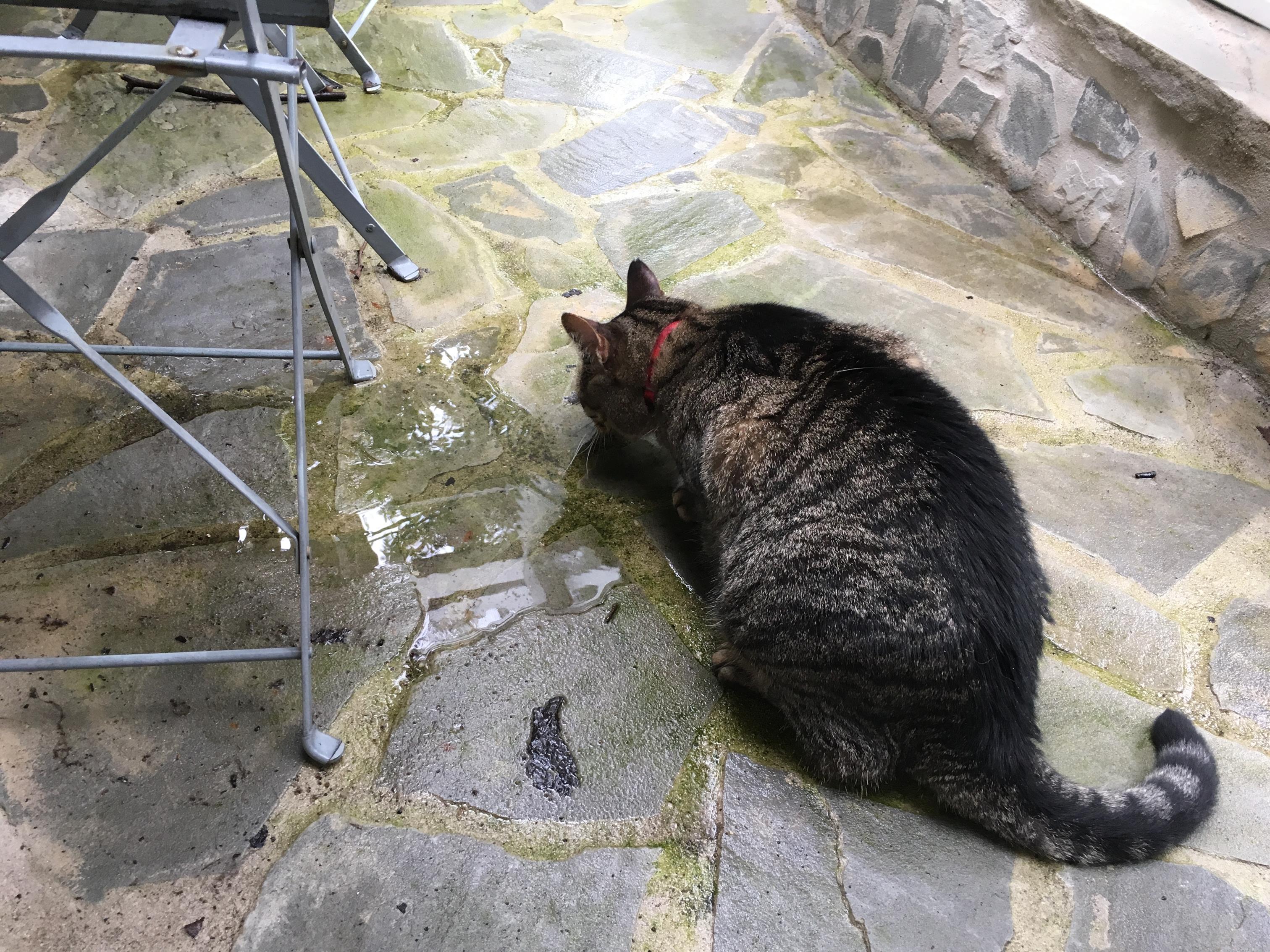 Drinking fresh rainwater from puddles! Fantastic!!