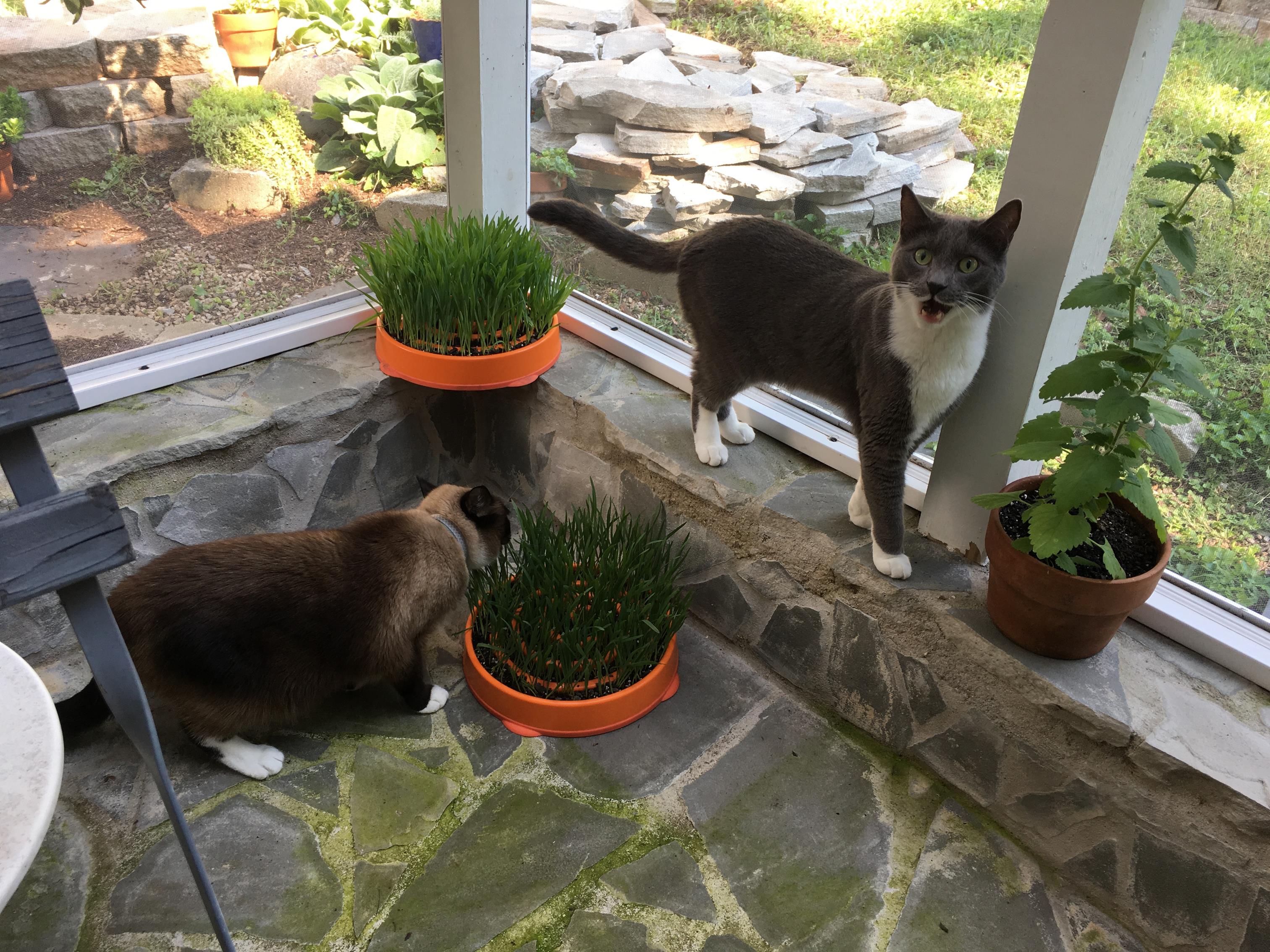 IMG_1077 (Copy) Here Willow and Soren are enjoying their cat grass planters.