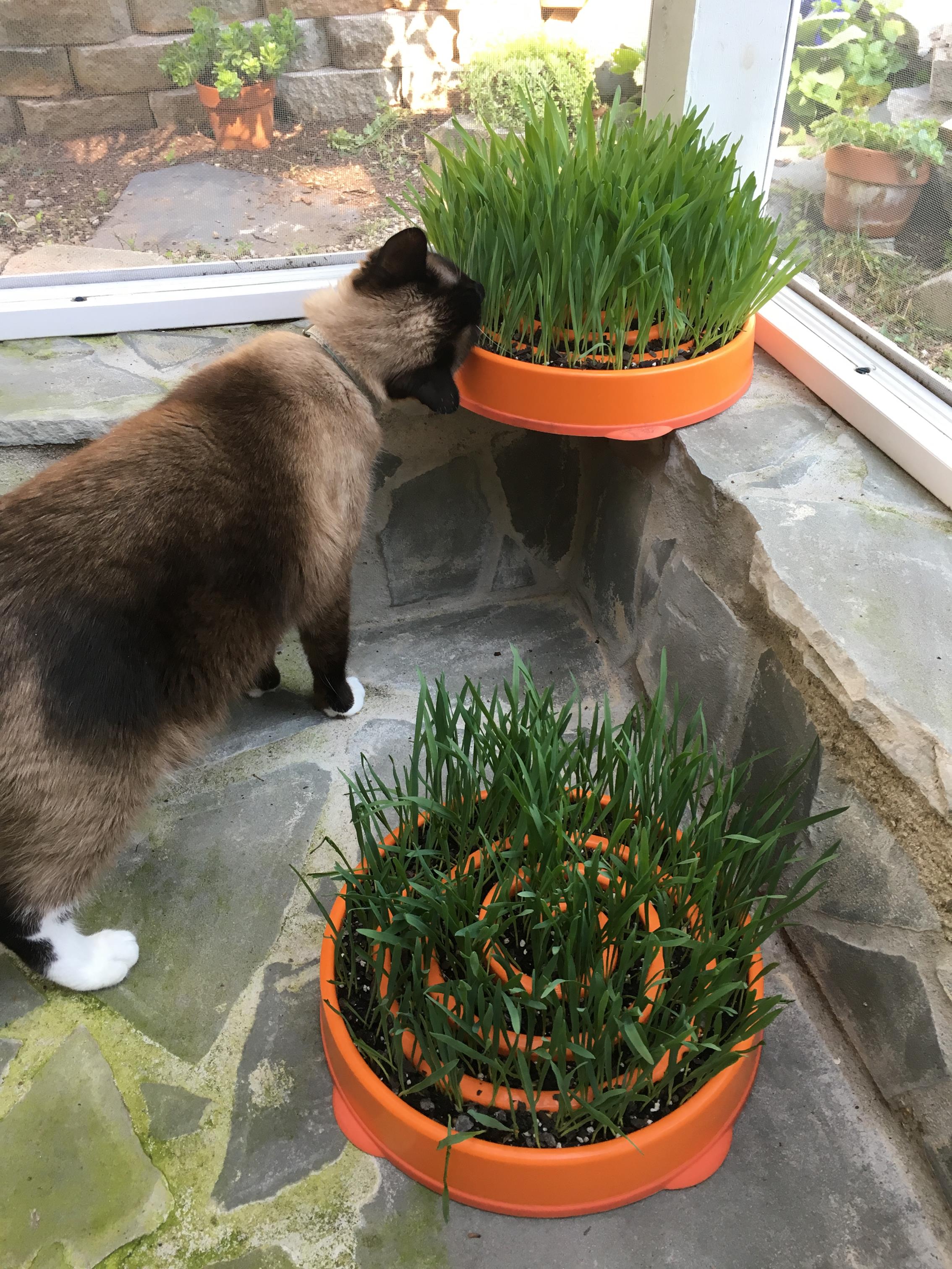 Canine stationary Slo Bowls used as planters! 