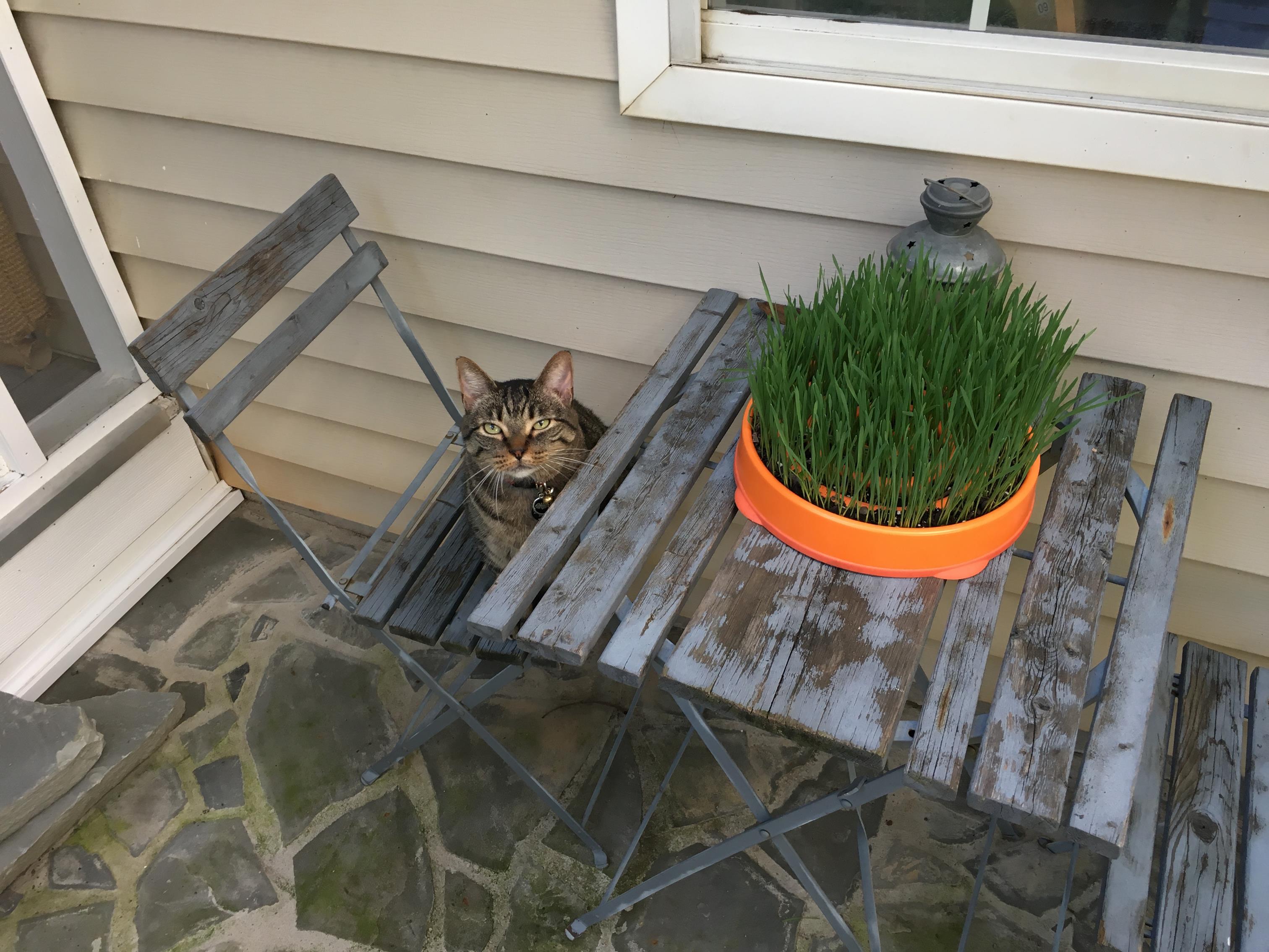 Ready to be served at the "catio cat cafe"!