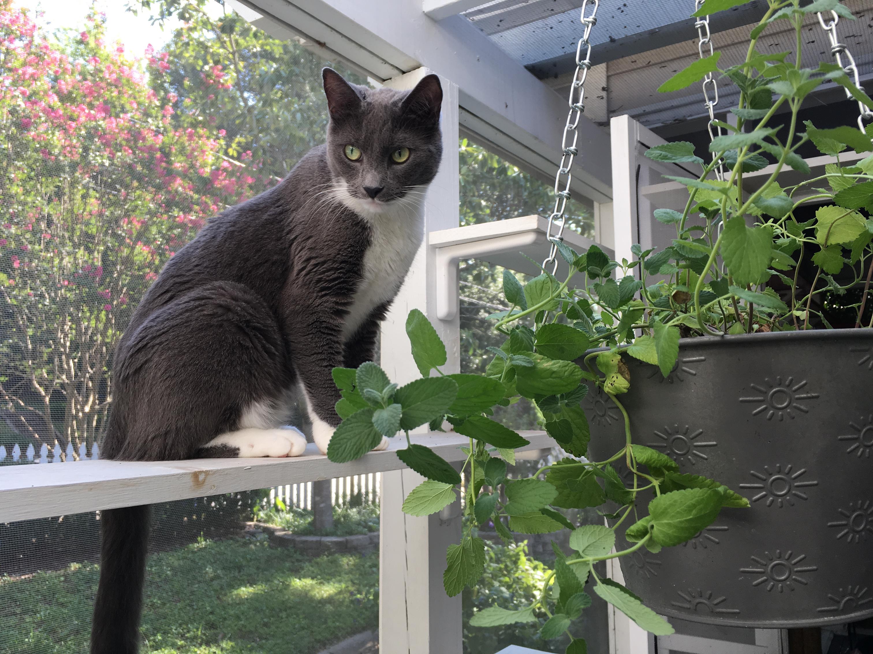 Soren enjoying fresh greens via vertical space. 