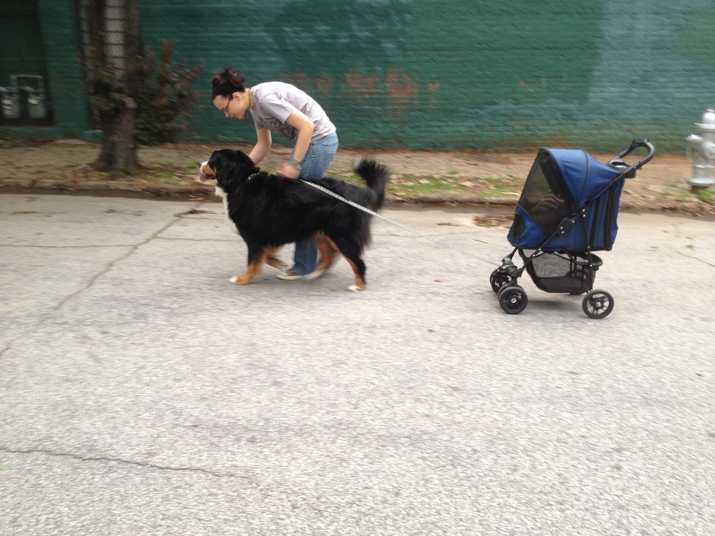 Pulling Hitch in the cat stroller!