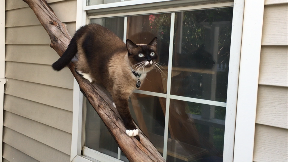 Climbing tree logs, the fun of the outdoors, yet SAFE!