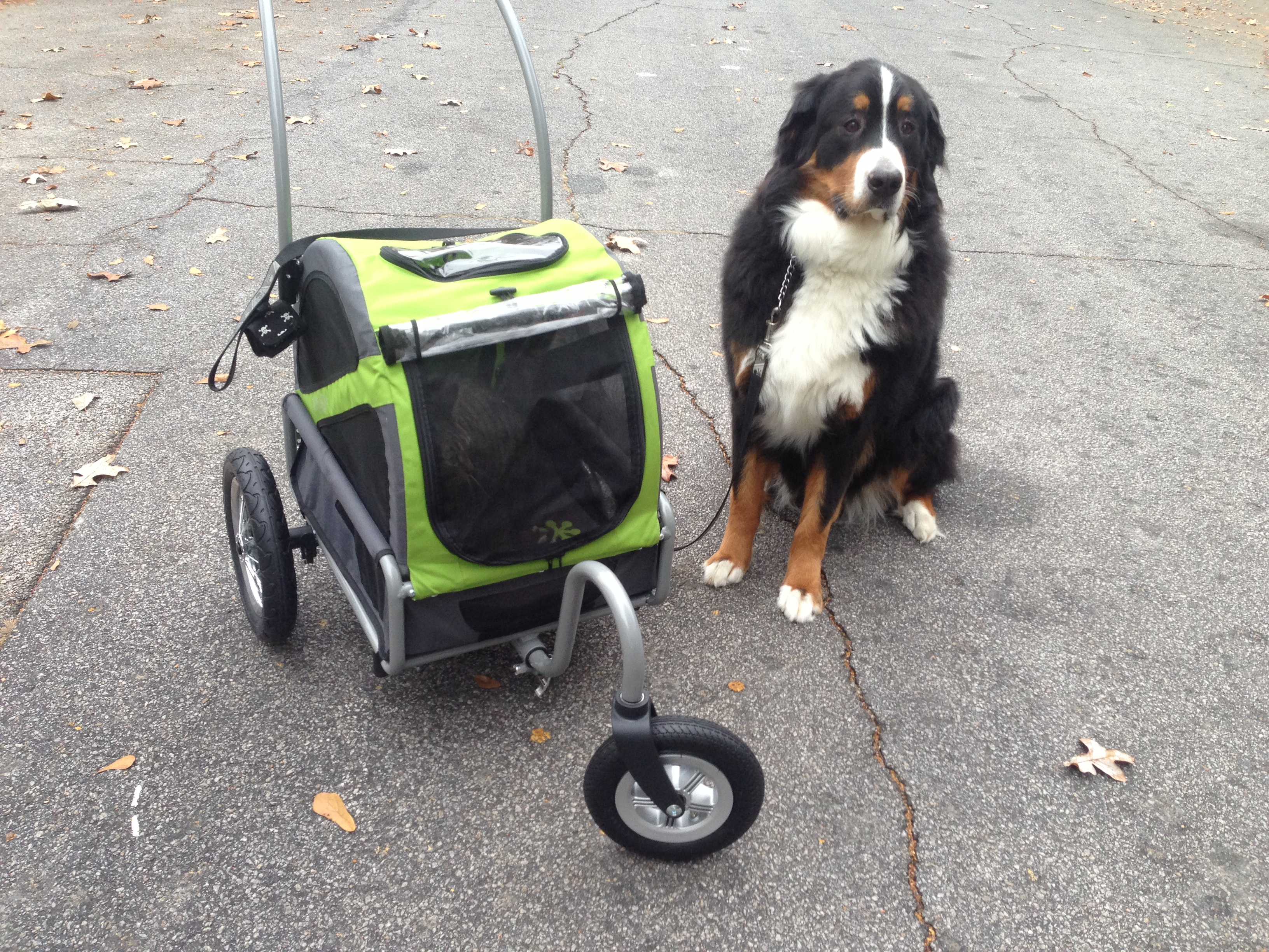 Of course bring the dog along on your stroller rides!