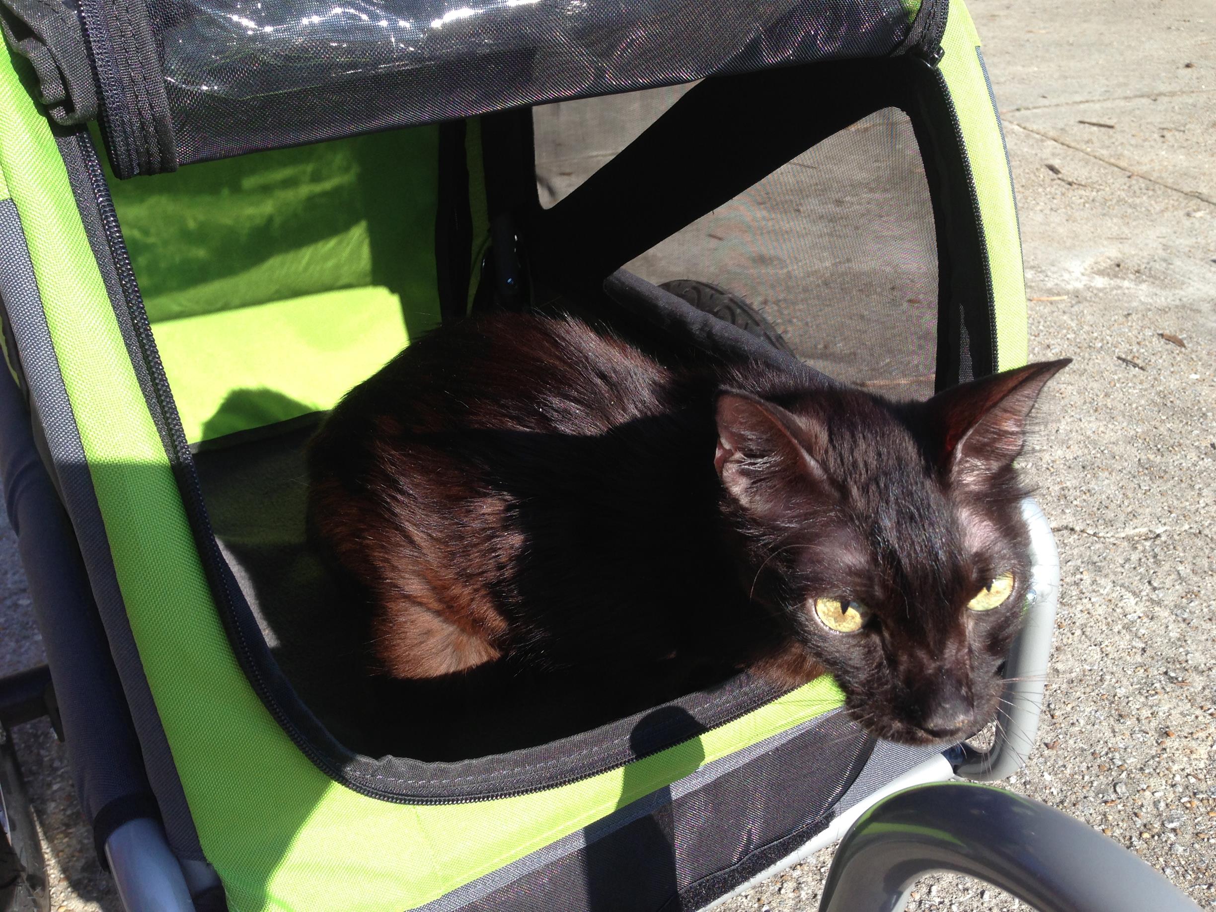 Strollers are great for senior cat enrichment. 