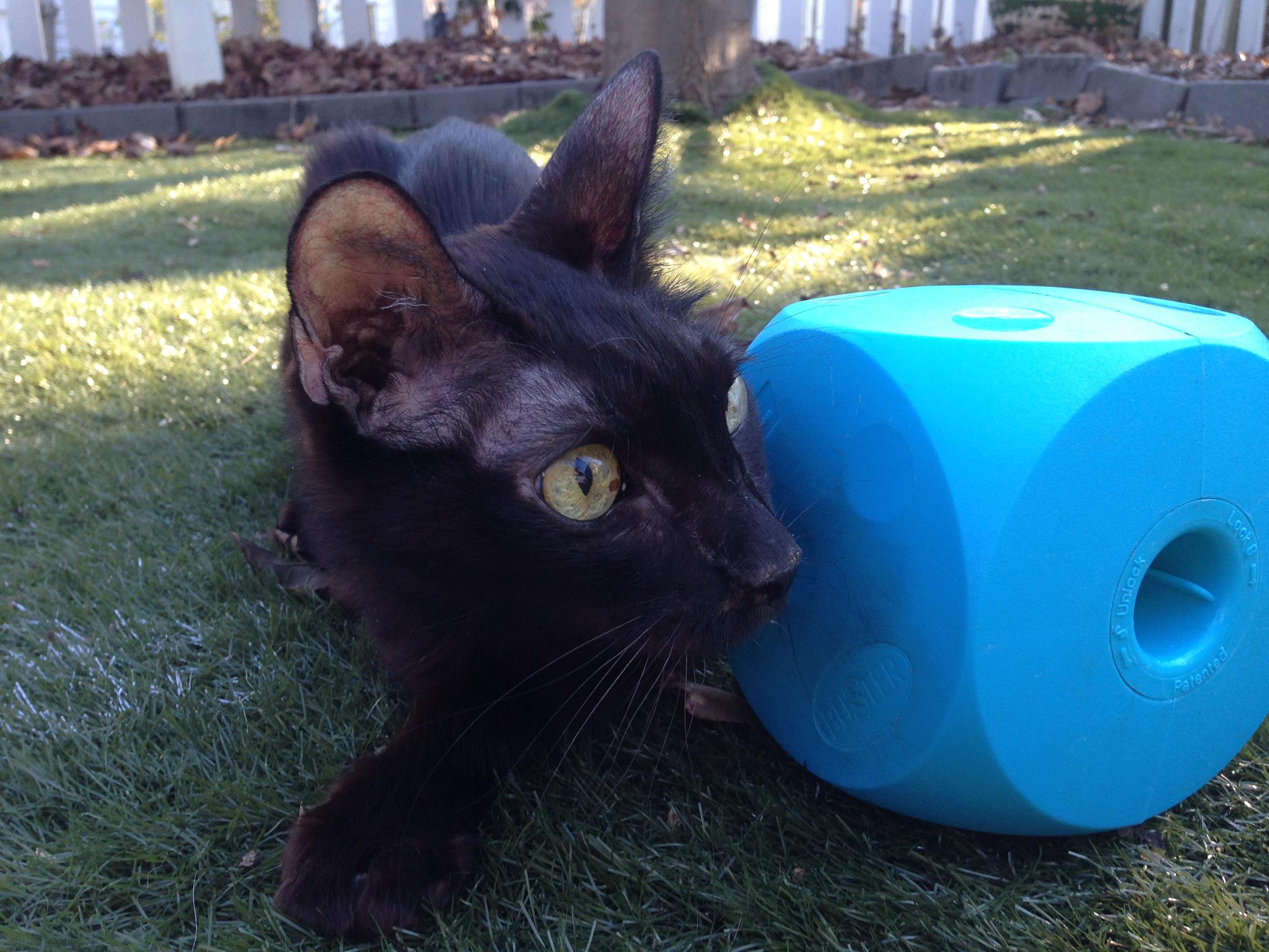 Supervised yard exploration as an old codger.