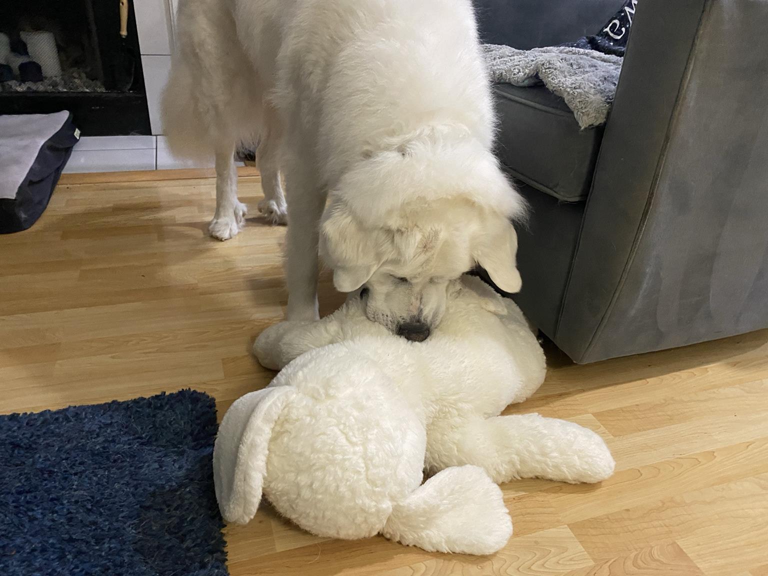 I donated my childhood stuffed animal to him. It was his doppelganger. 