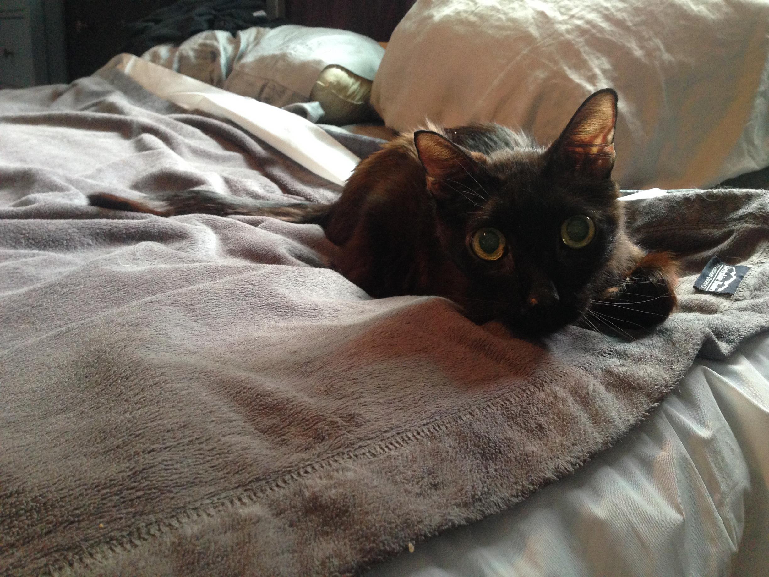 Shower curtain liner & throw on our bed. He was content & that's what mattered.  