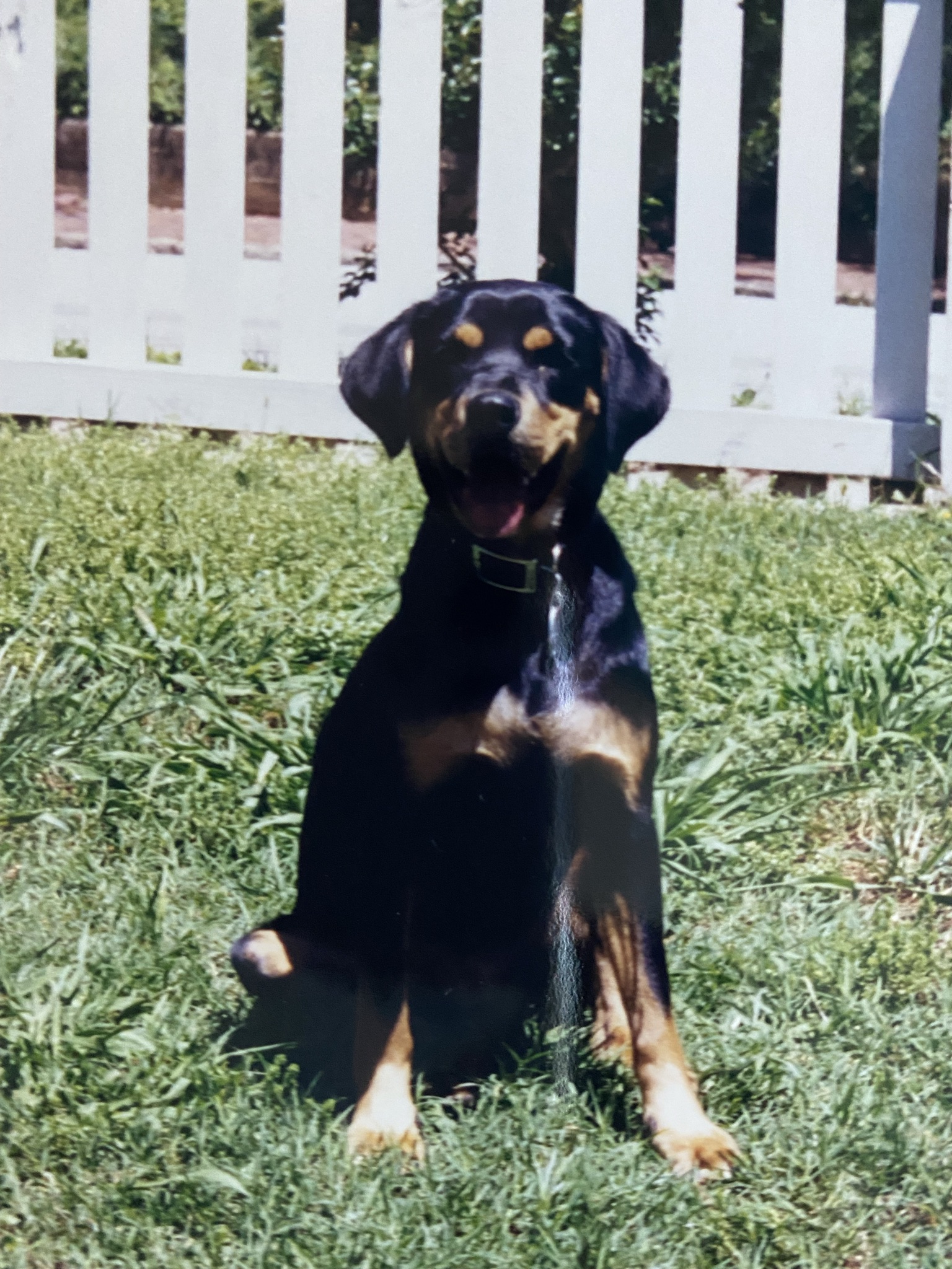 Our house! Her new fenced in yard! 