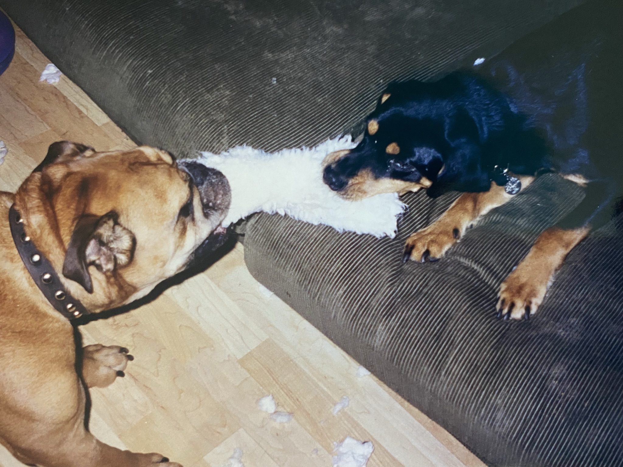 Playing tug with Bo, one of her besties!