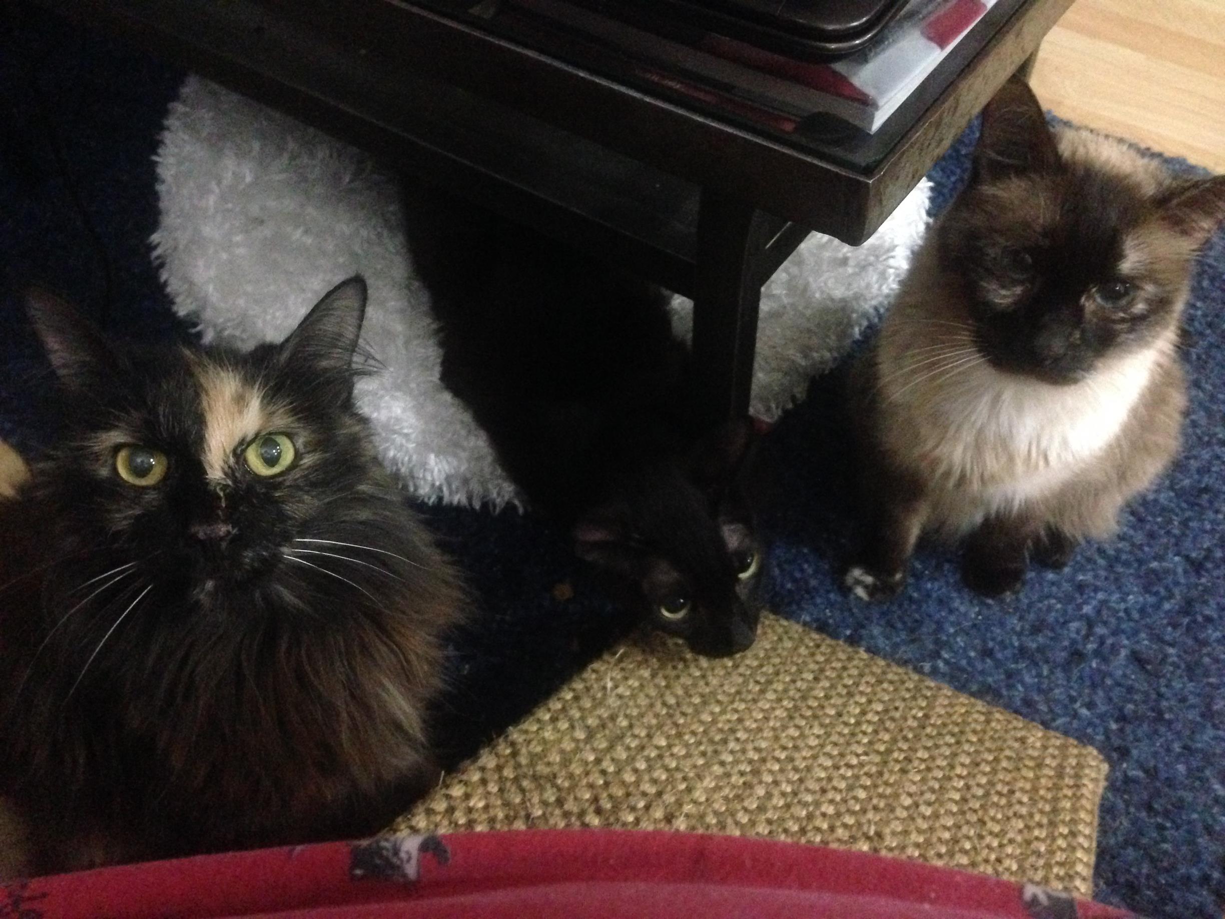 L to R: Wiccas, Vader and Mammas. 