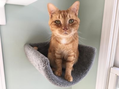 Wall Mounted Scooped Beds/Cat Floor Rocker - Image 8