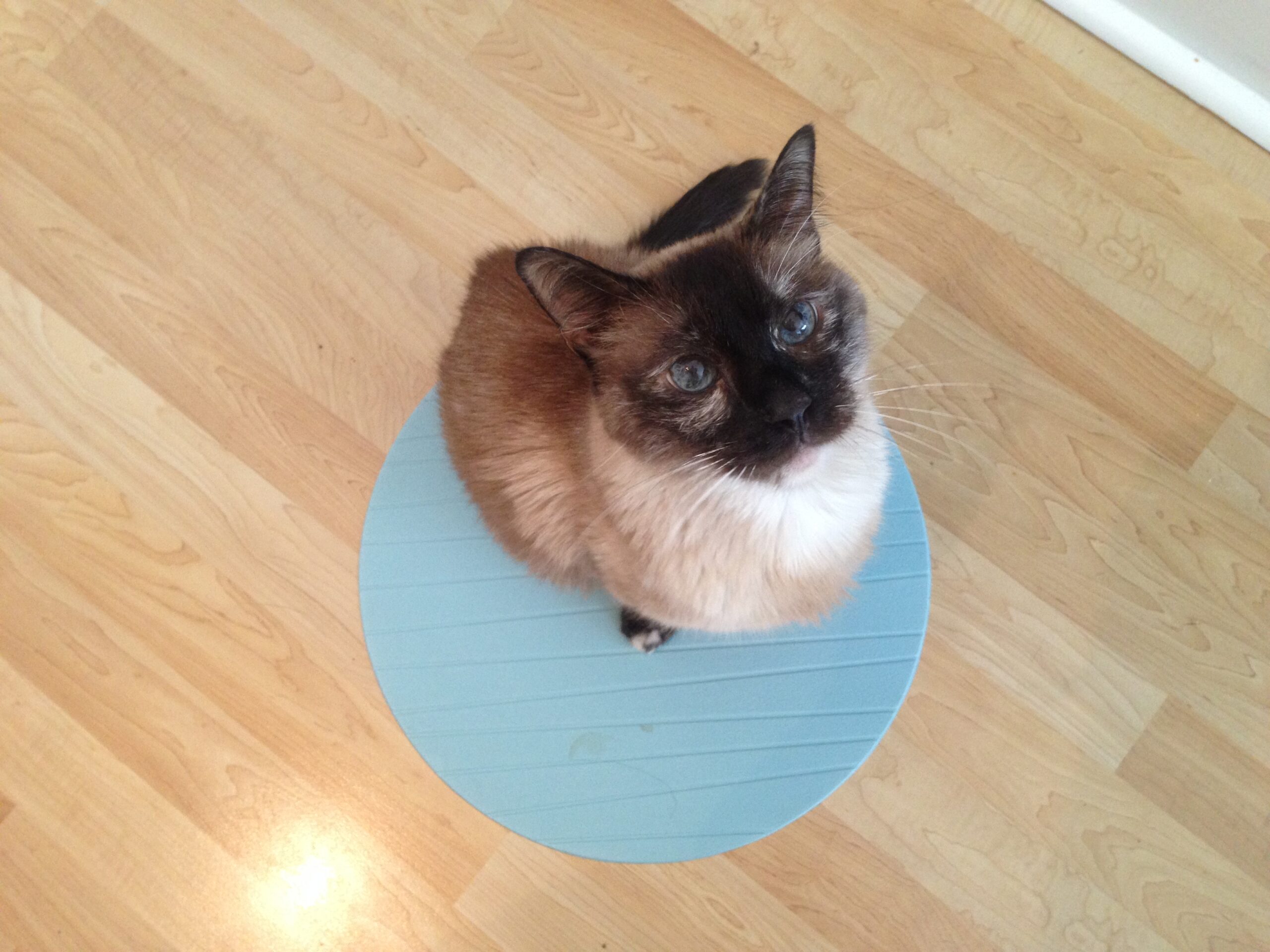 An example of a mat trained cat focusing on the trainer. 