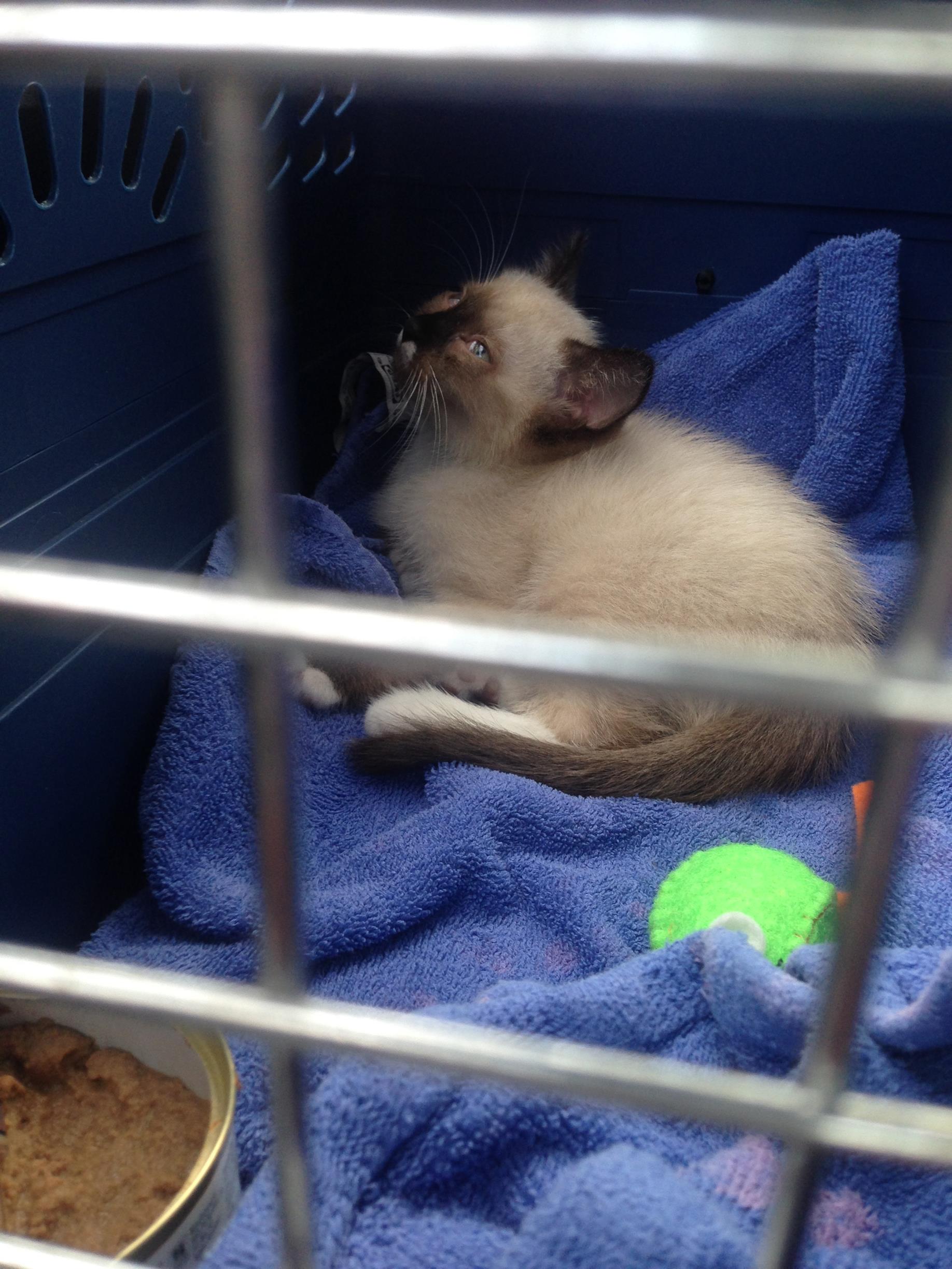 First carrier and car ride home!