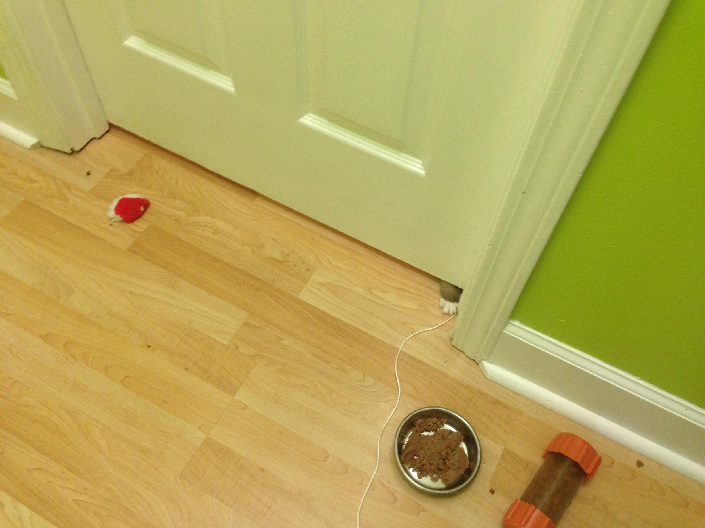 Toys, wet food, a food puzzle offered on both sides of a solid door (& cute footsie).