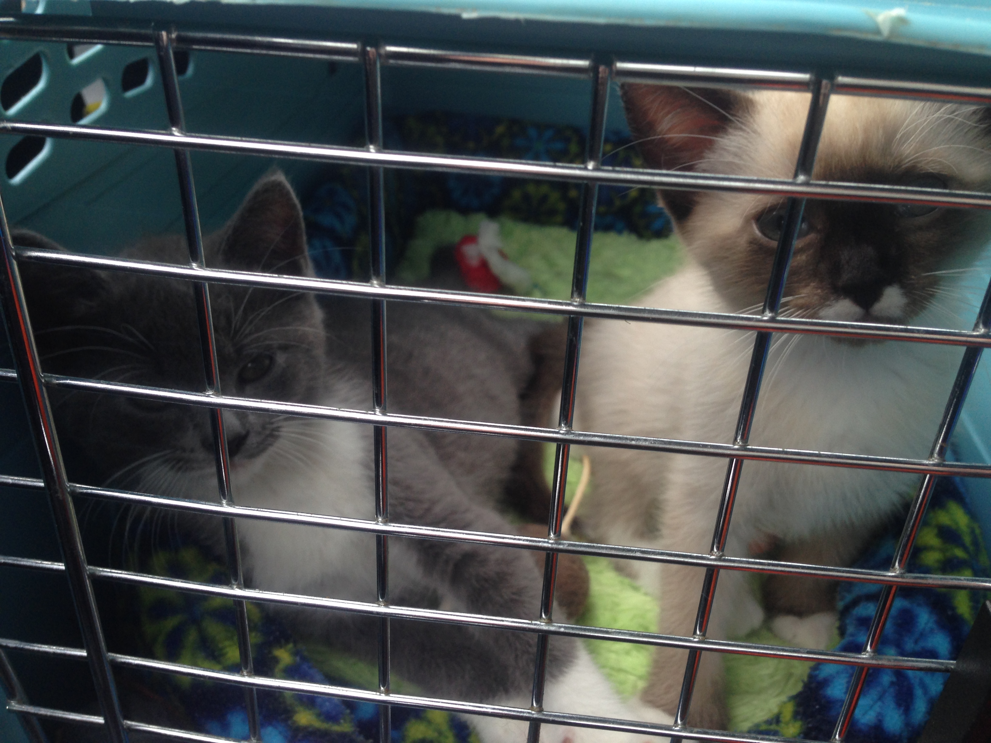 IMG_2488 DO NOT put the carrier down and allow your cats to circle the new cats like prey.
